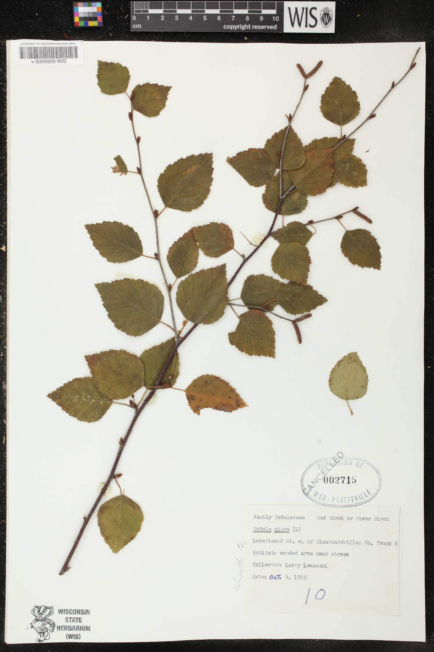 Betula nigra image