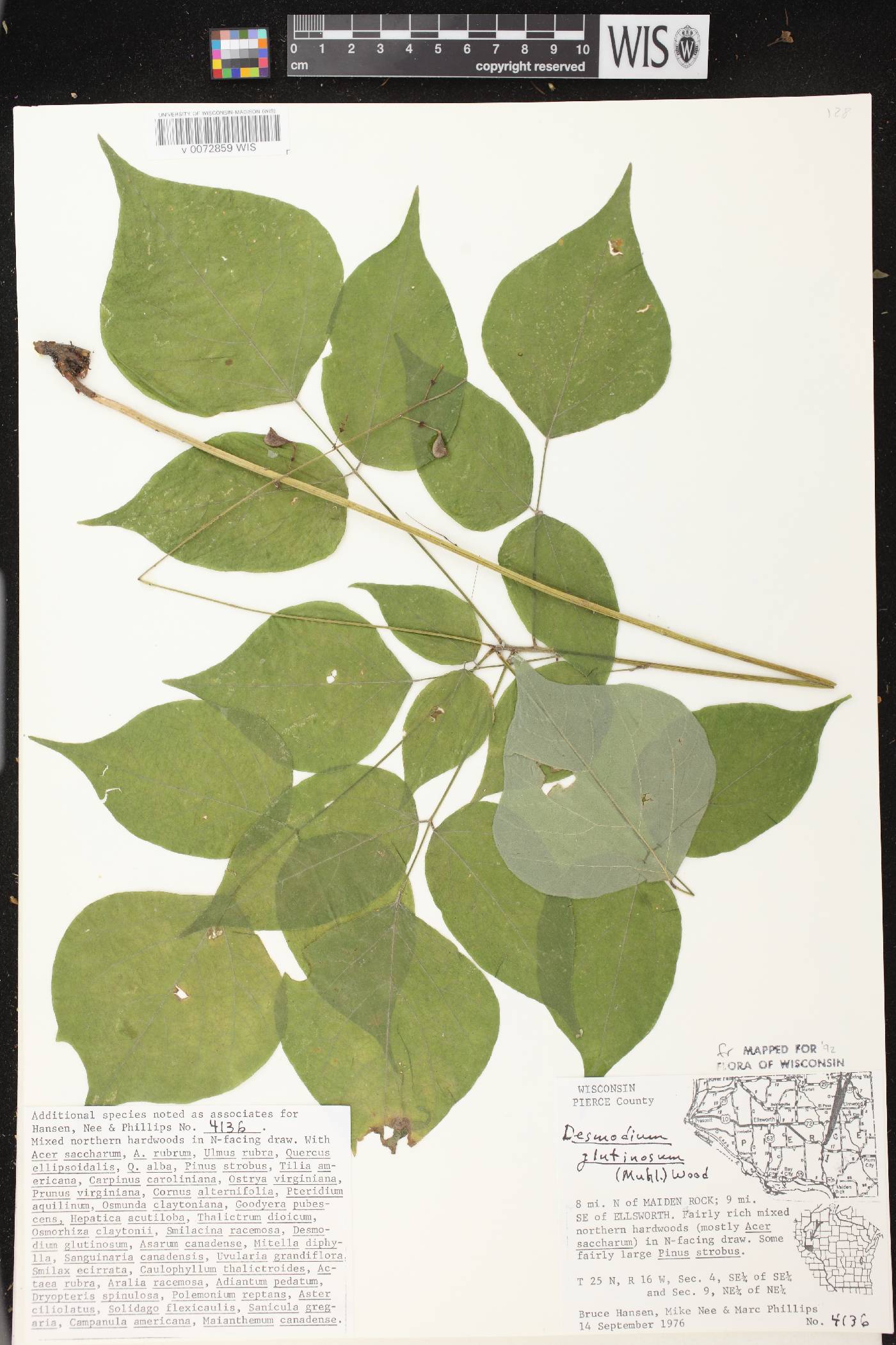 Hylodesmum glutinosum image
