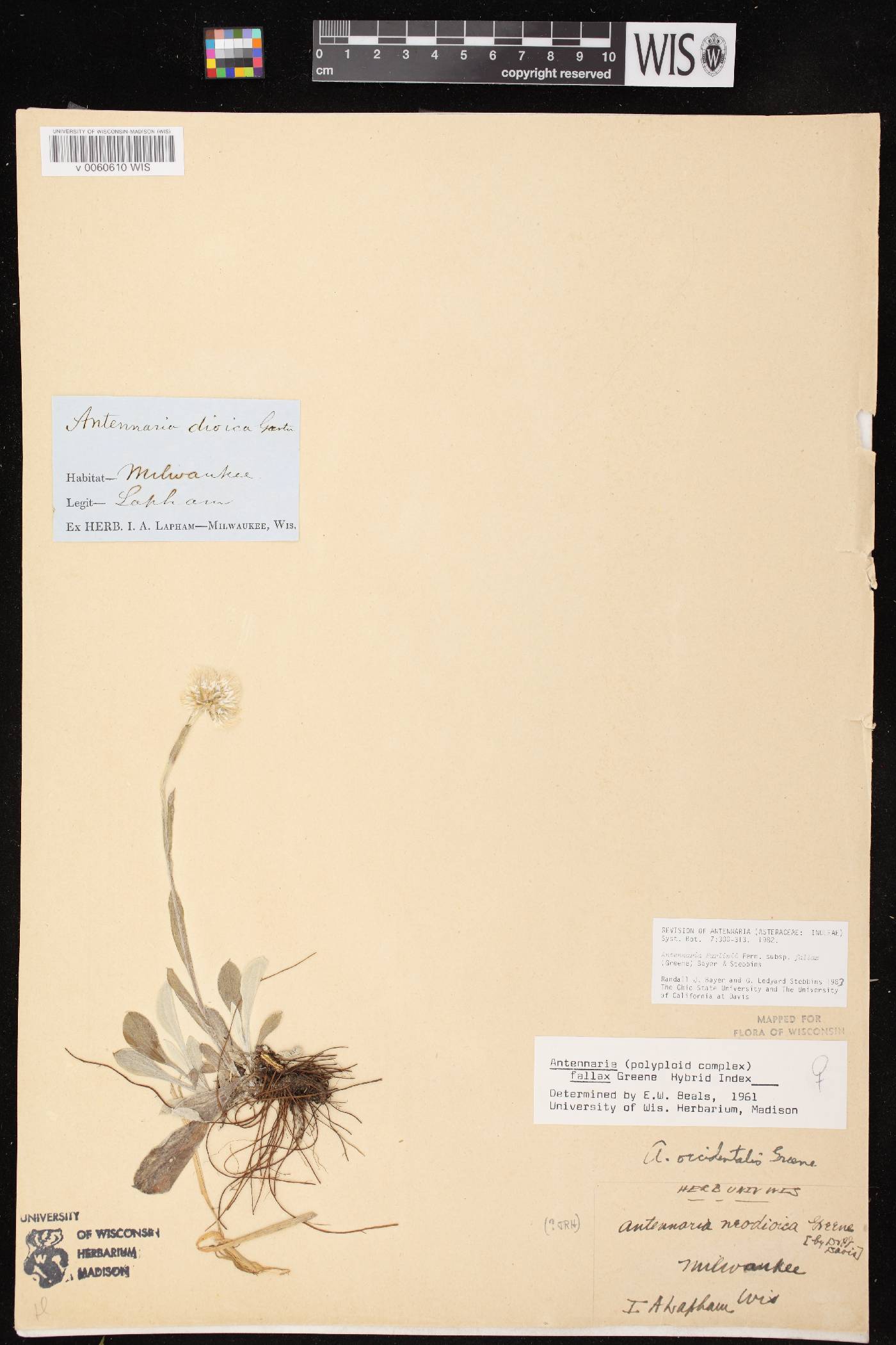 Antennaria parlinii subsp. fallax image