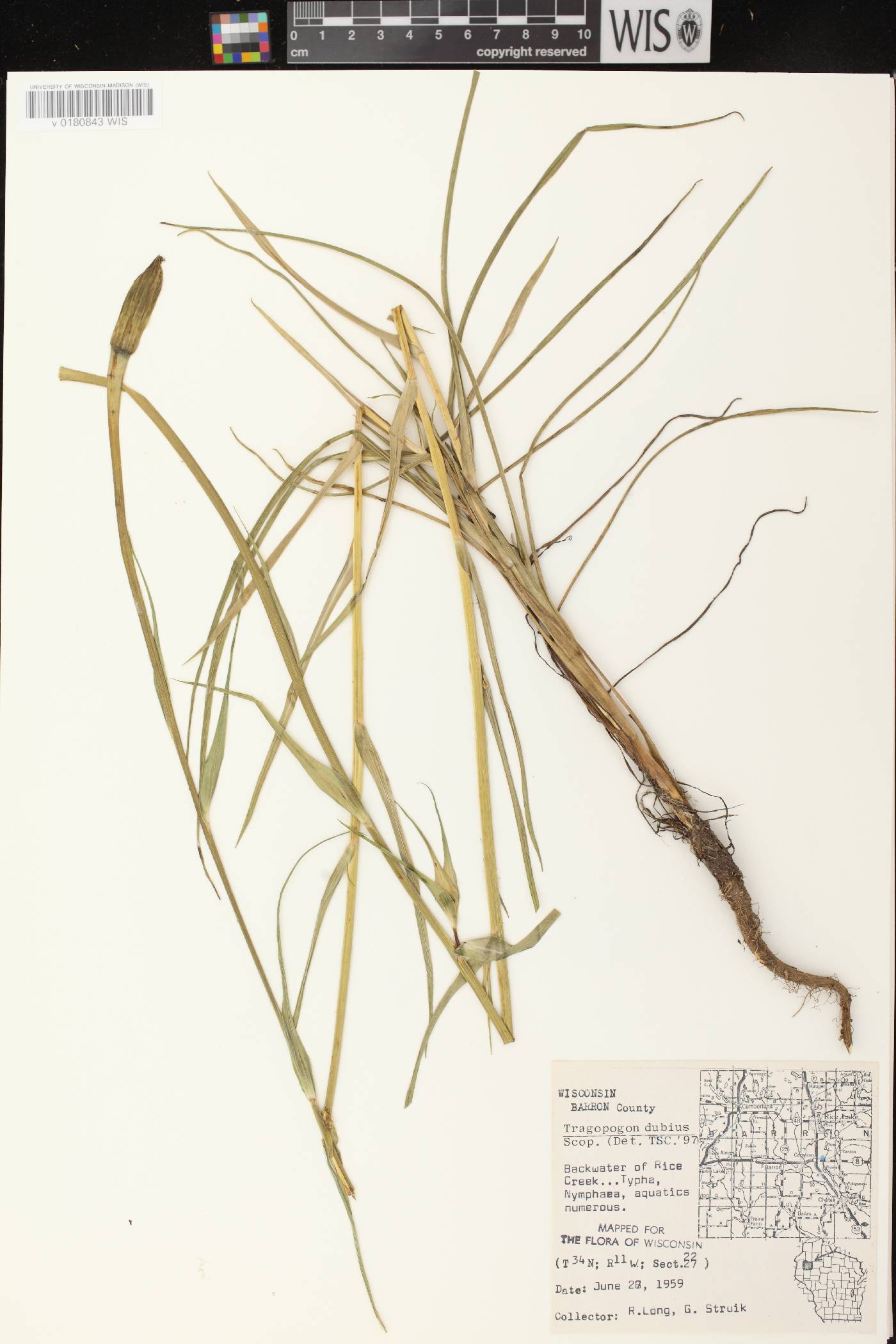Tragopogon dubius image