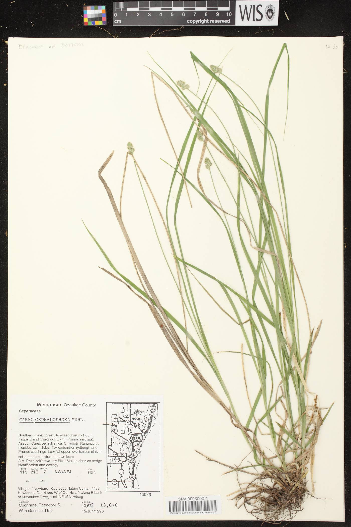 Carex cephalophora image