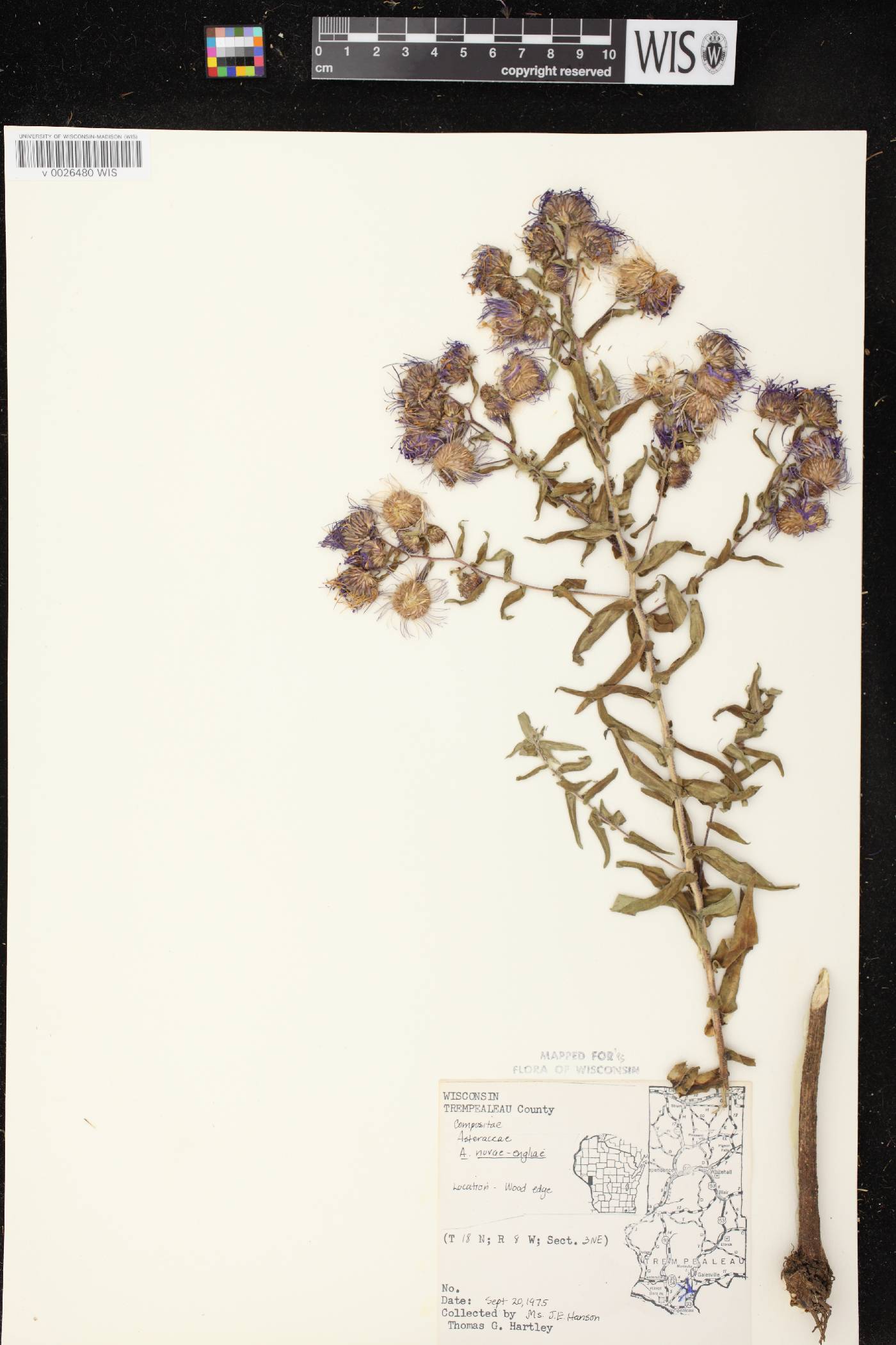 Symphyotrichum novae-angliae image