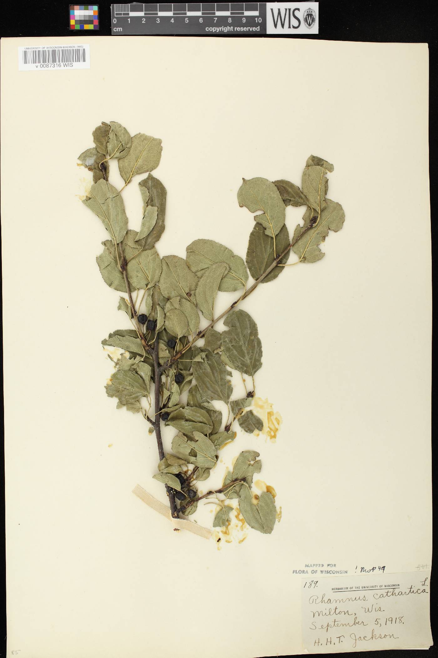 Rhamnus cathartica image