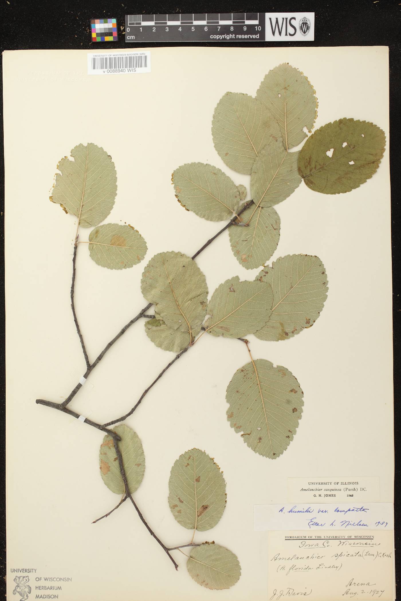 Amelanchier sanguinea image