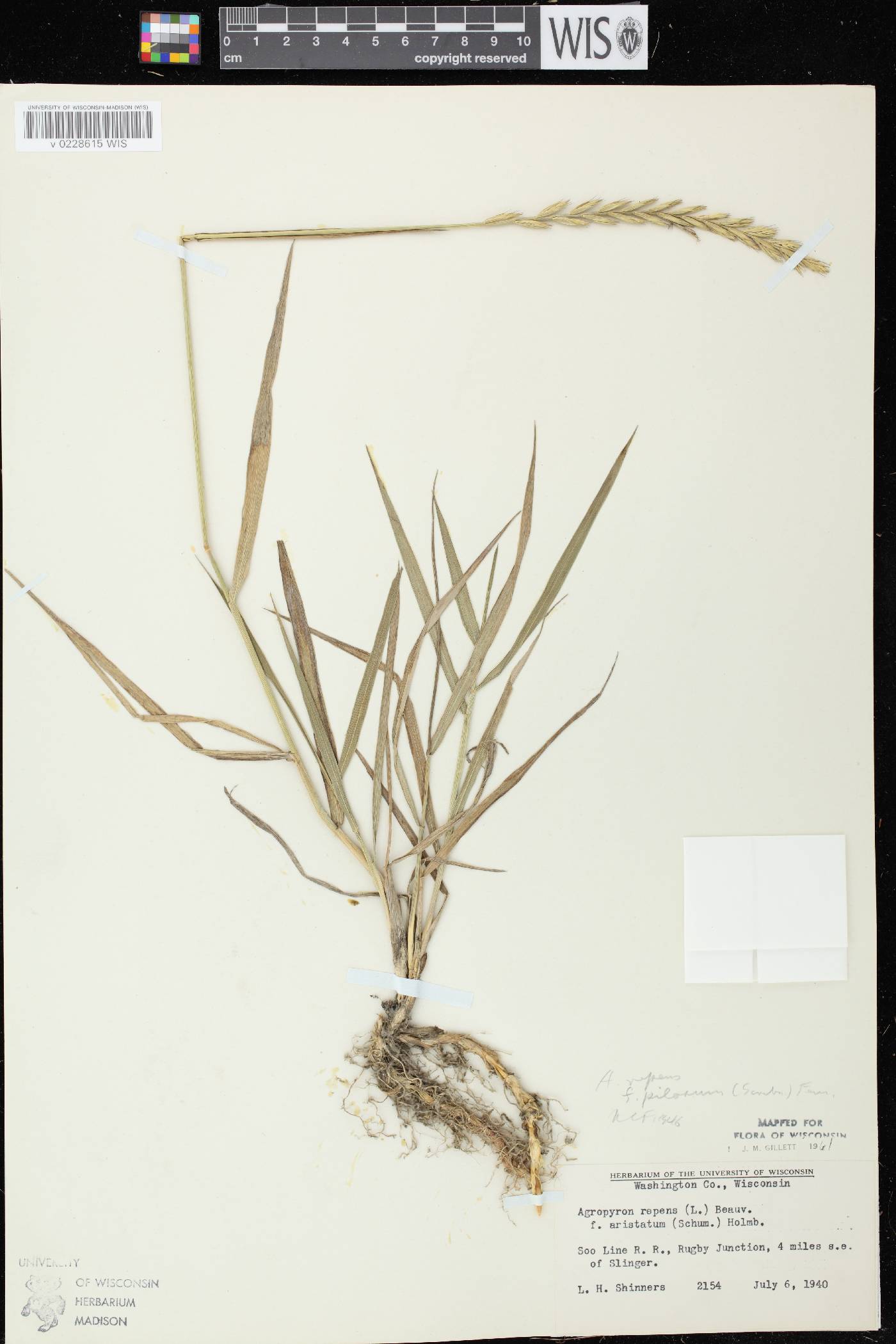 Elymus repens image