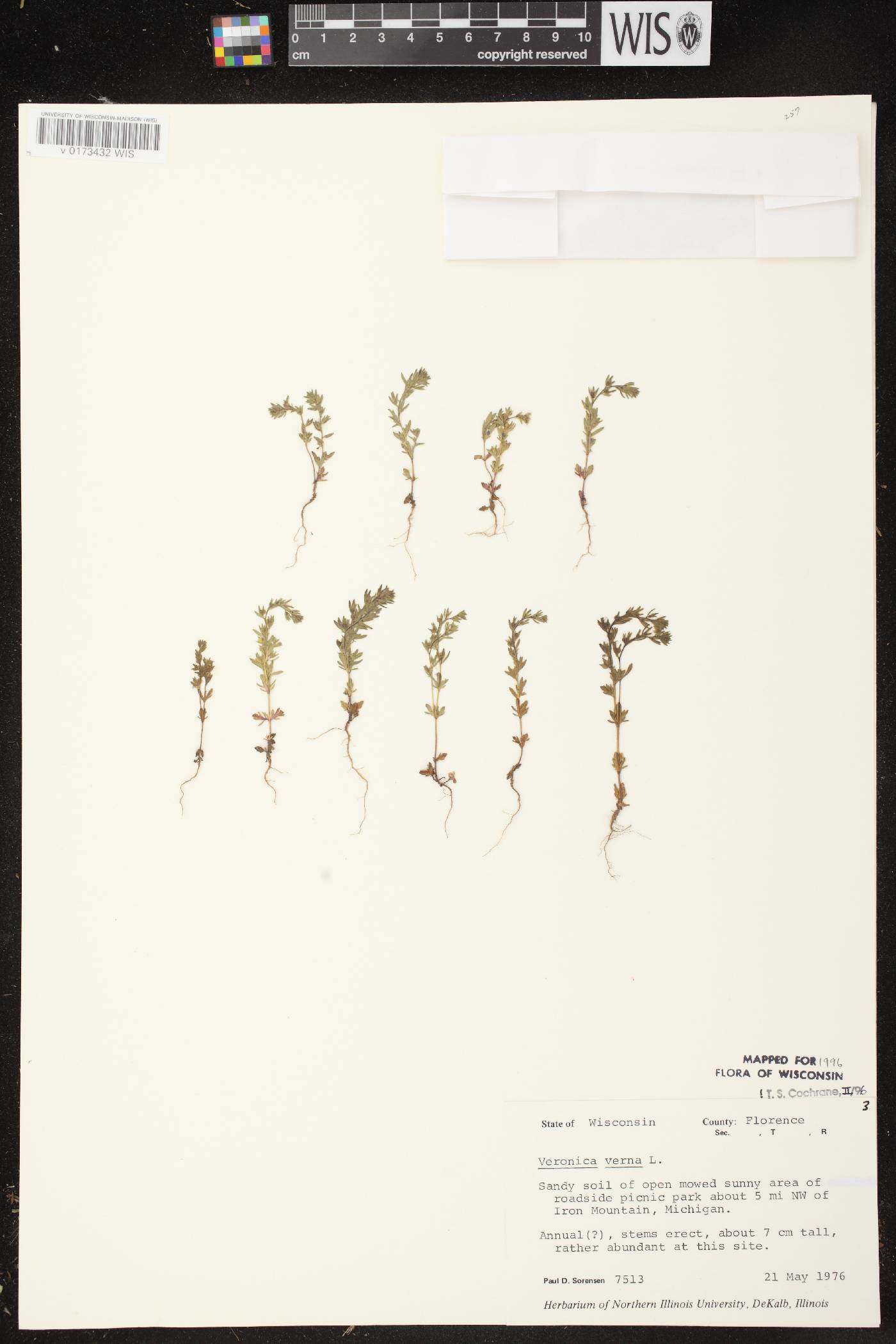 Veronica verna image