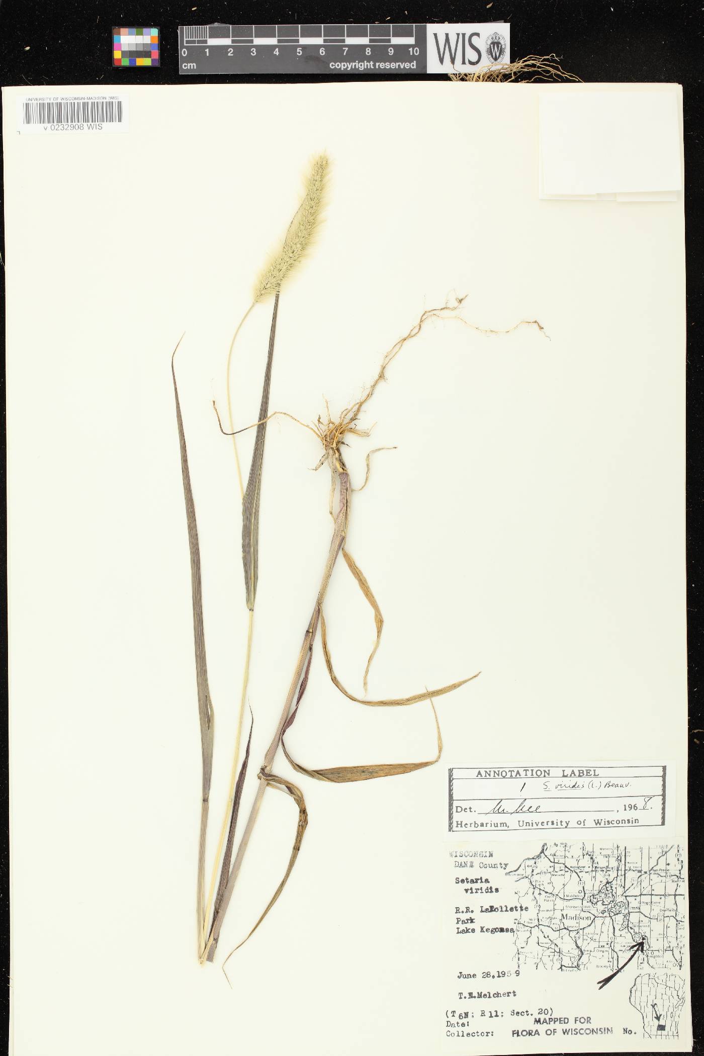 Setaria viridis image