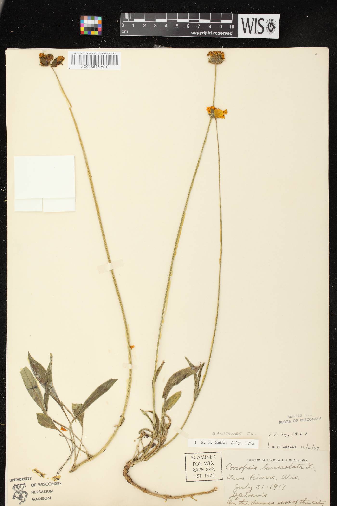 Coreopsis lanceolata image