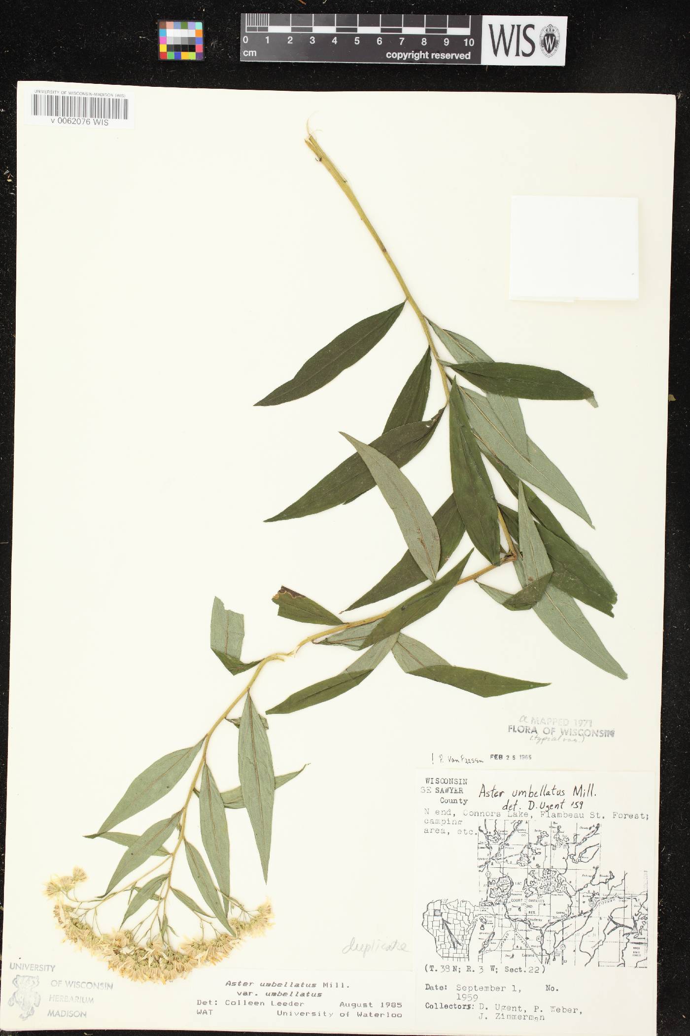 Doellingeria umbellata var. umbellata image
