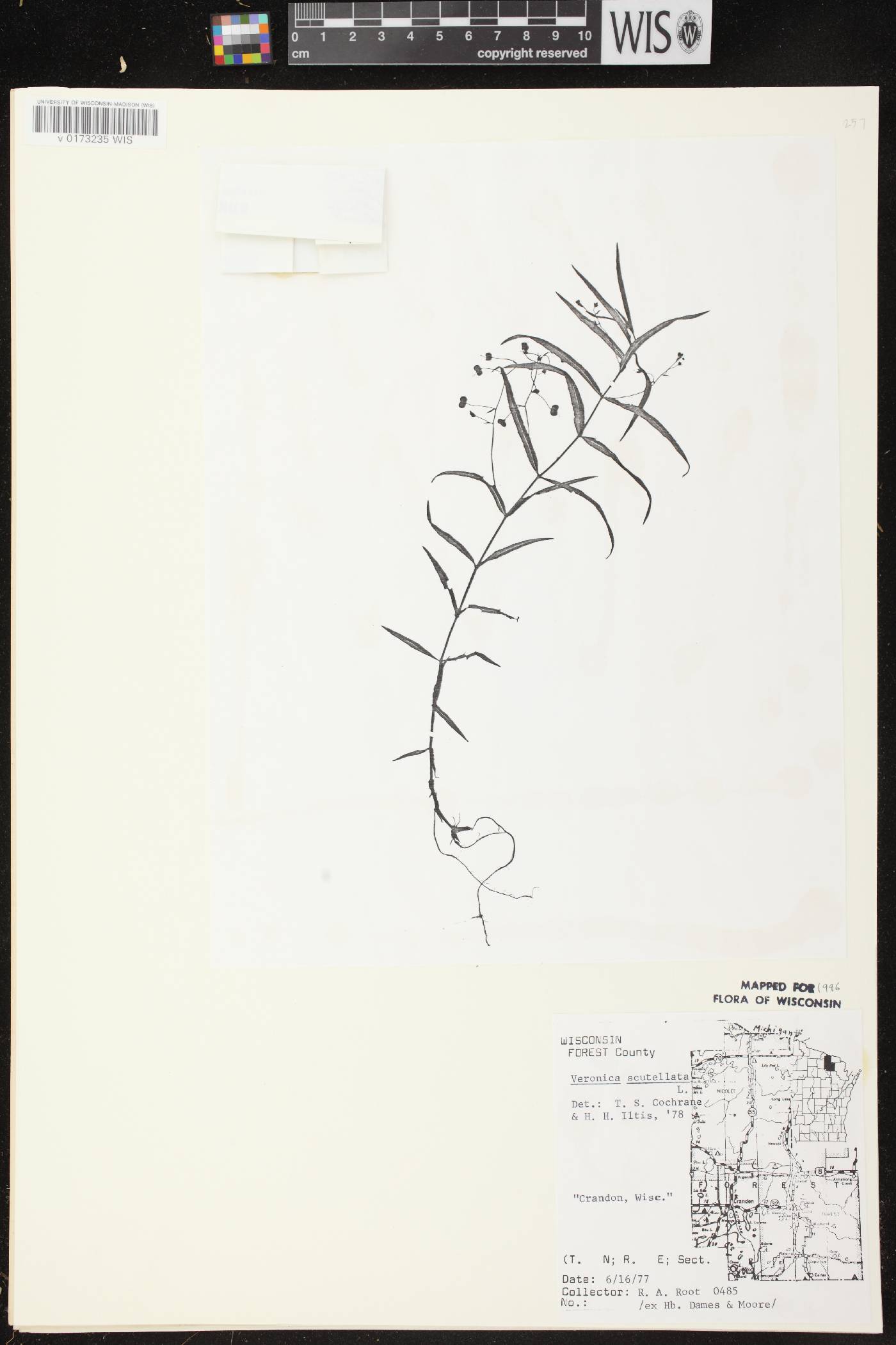 Veronica scutellata image