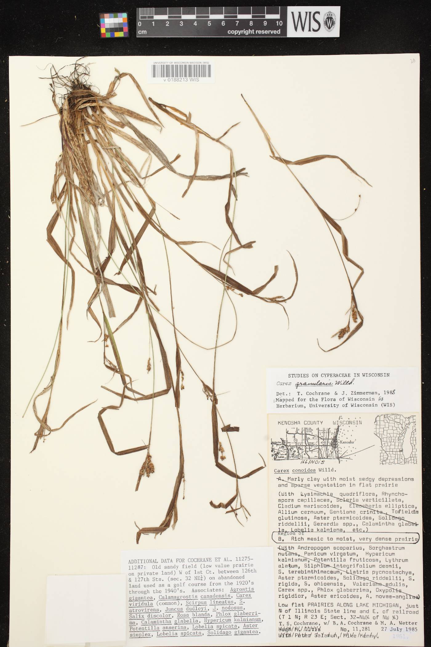 Carex granularis image