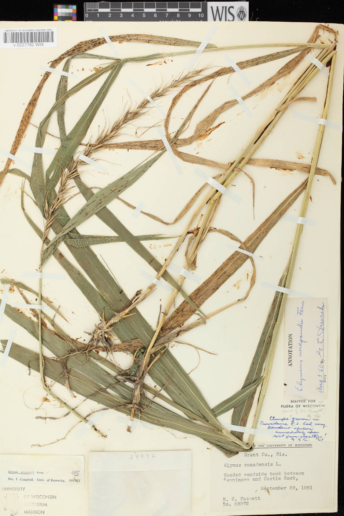Elymus wiegandii image