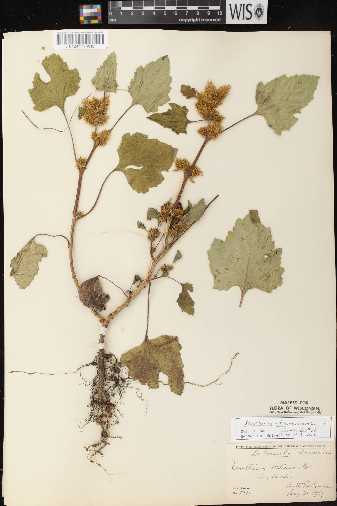 Xanthium strumarium image