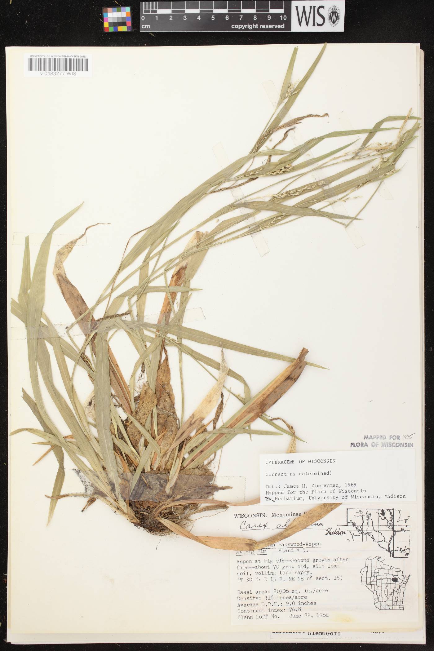 Carex albursina image
