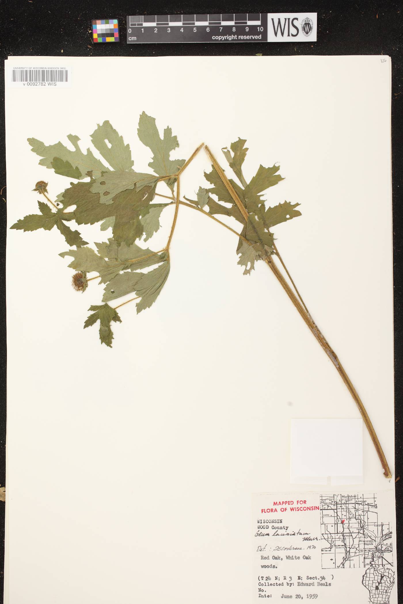 Geum laciniatum image