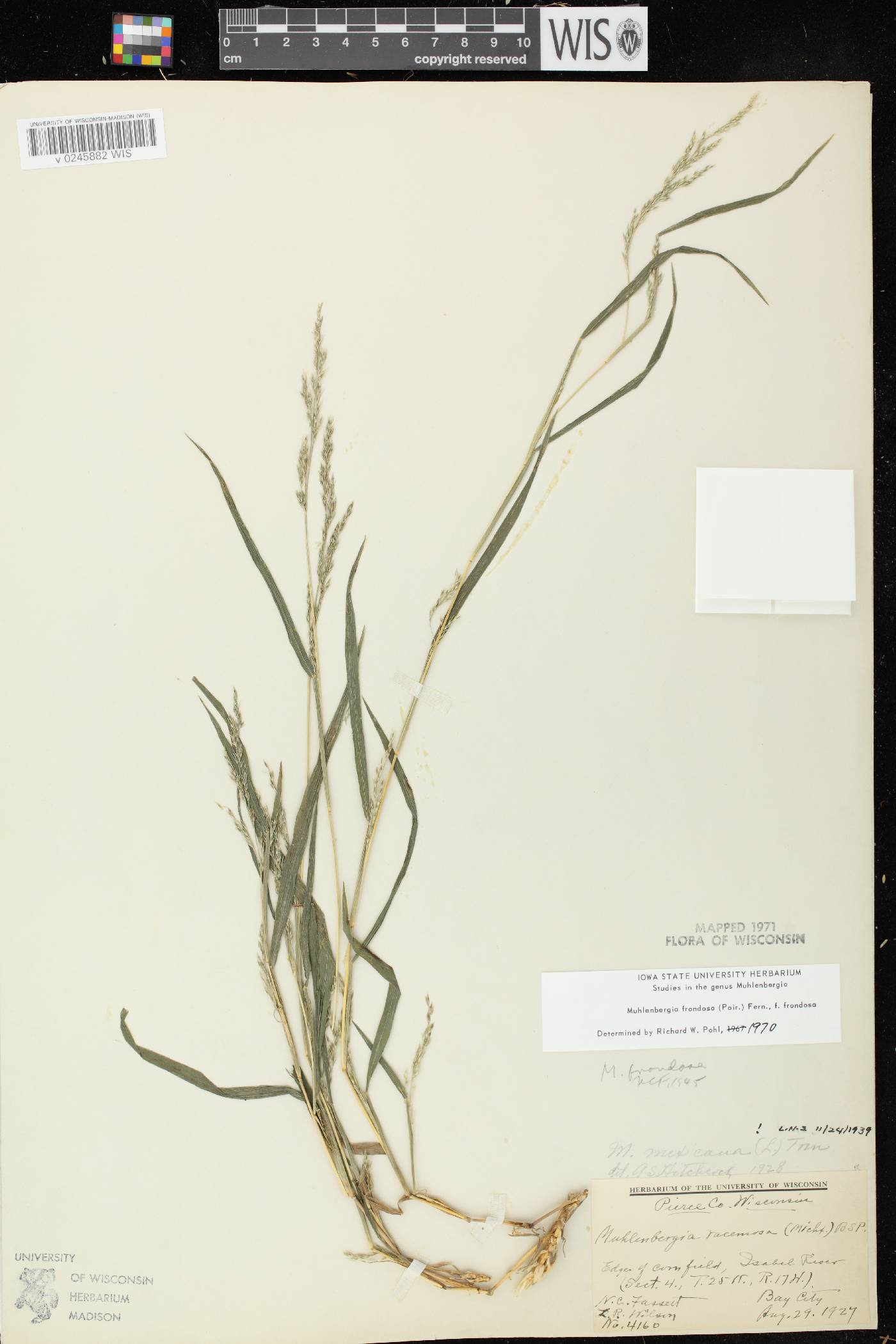 Muhlenbergia frondosa image