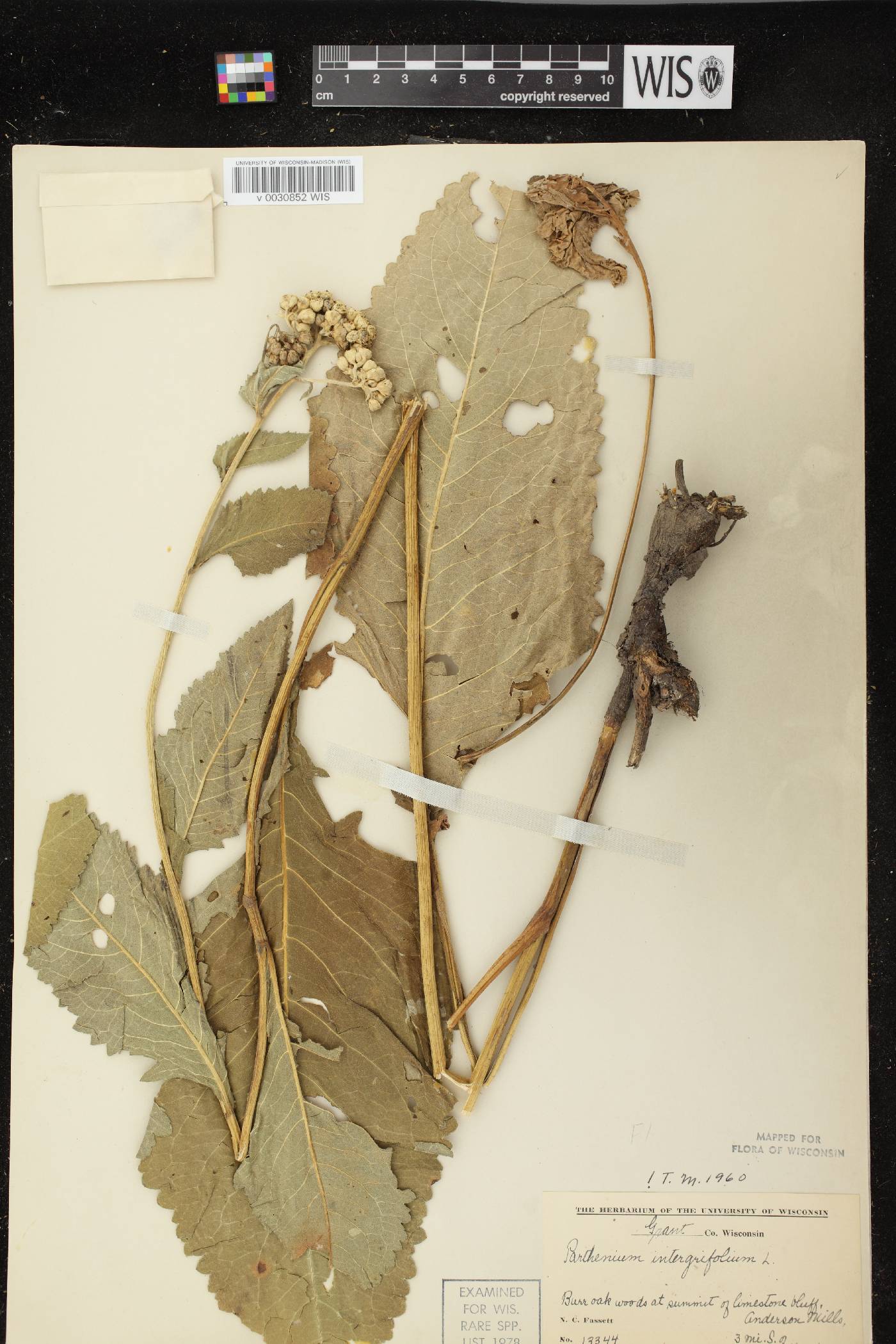 Parthenium integrifolium image