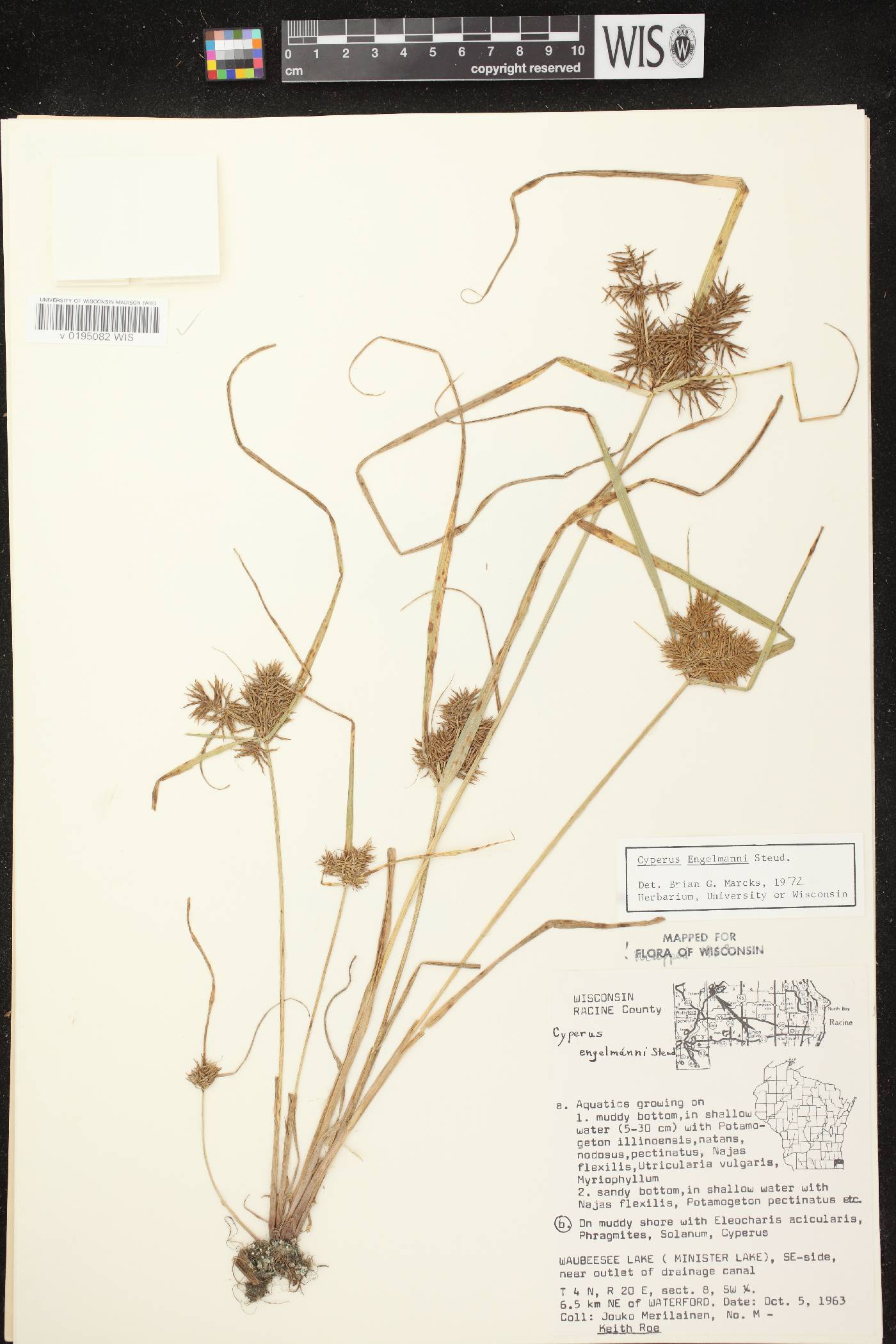 Cyperus odoratus image