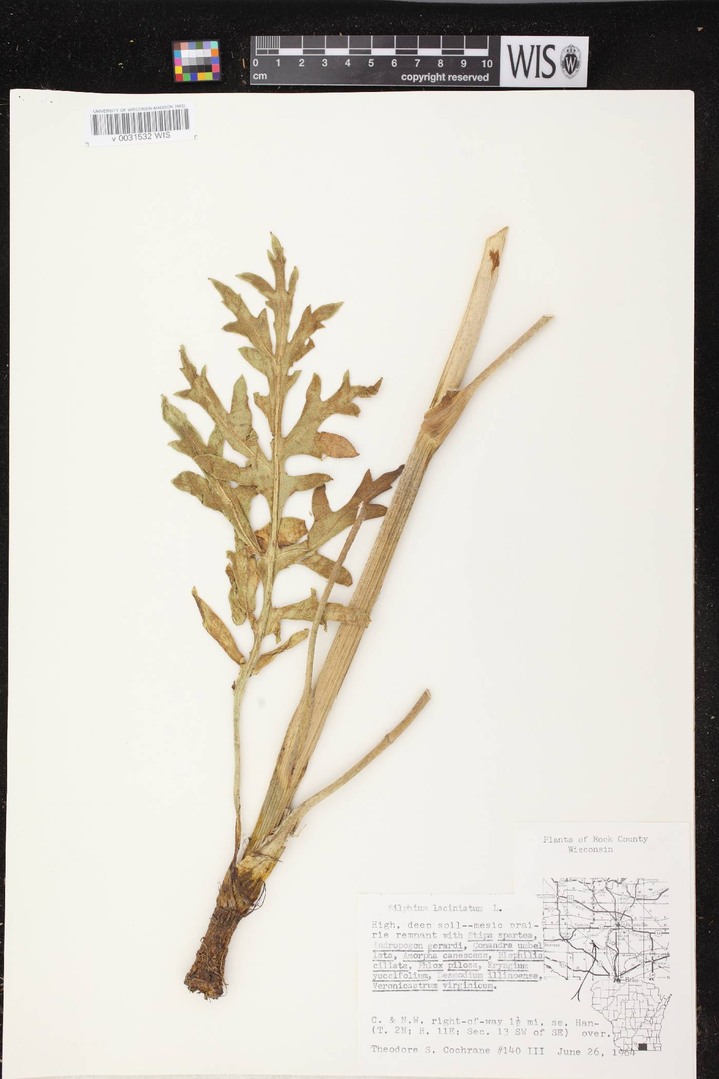 Silphium laciniatum image