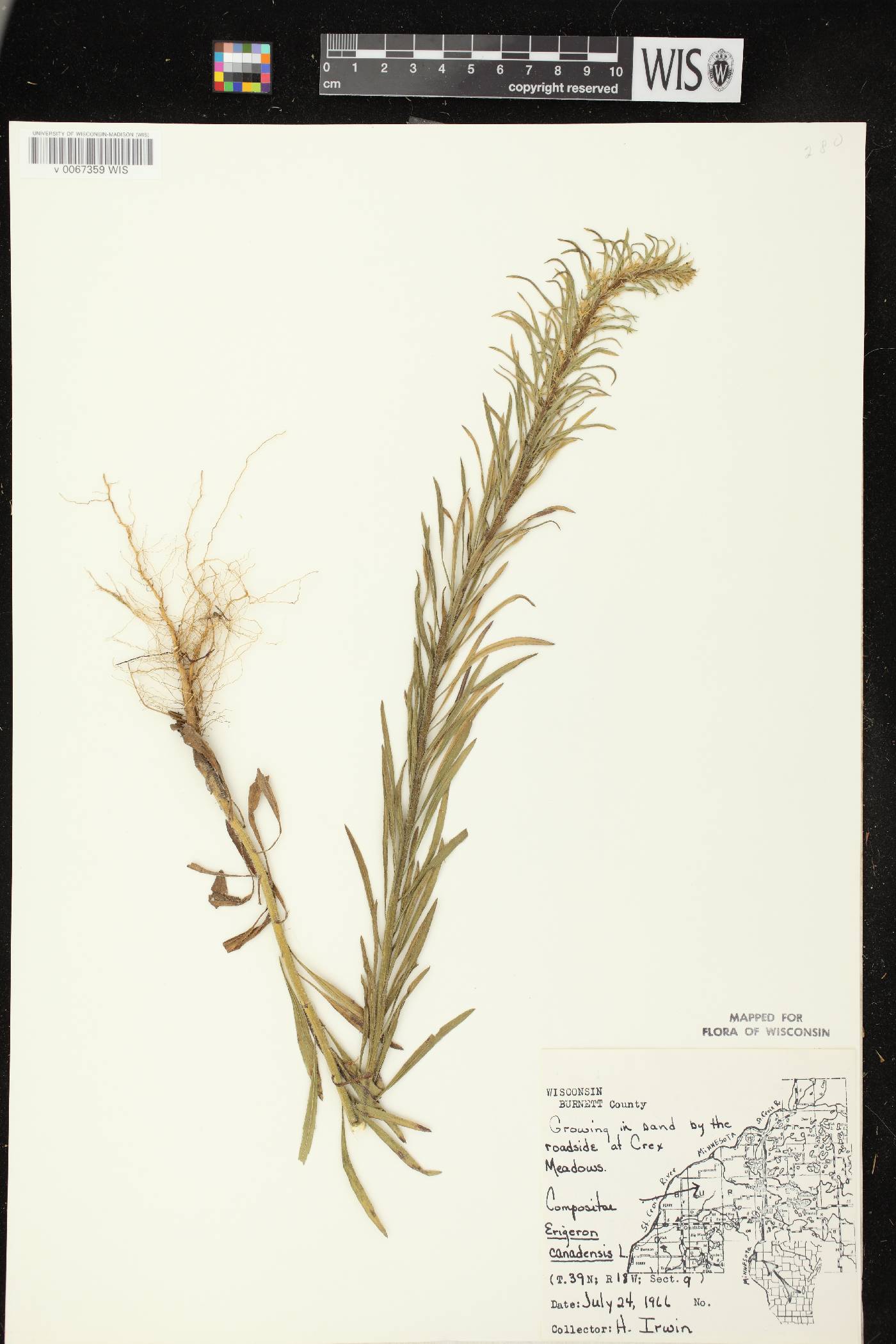 Conyza canadensis image