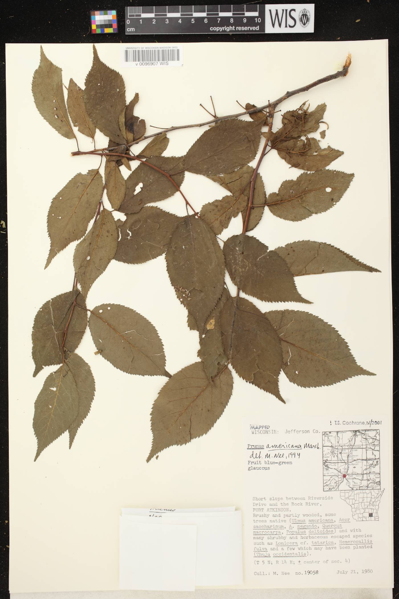 Prunus americana image