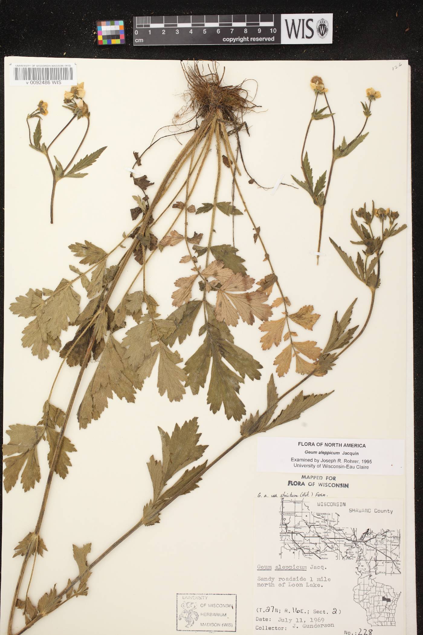Geum aleppicum image