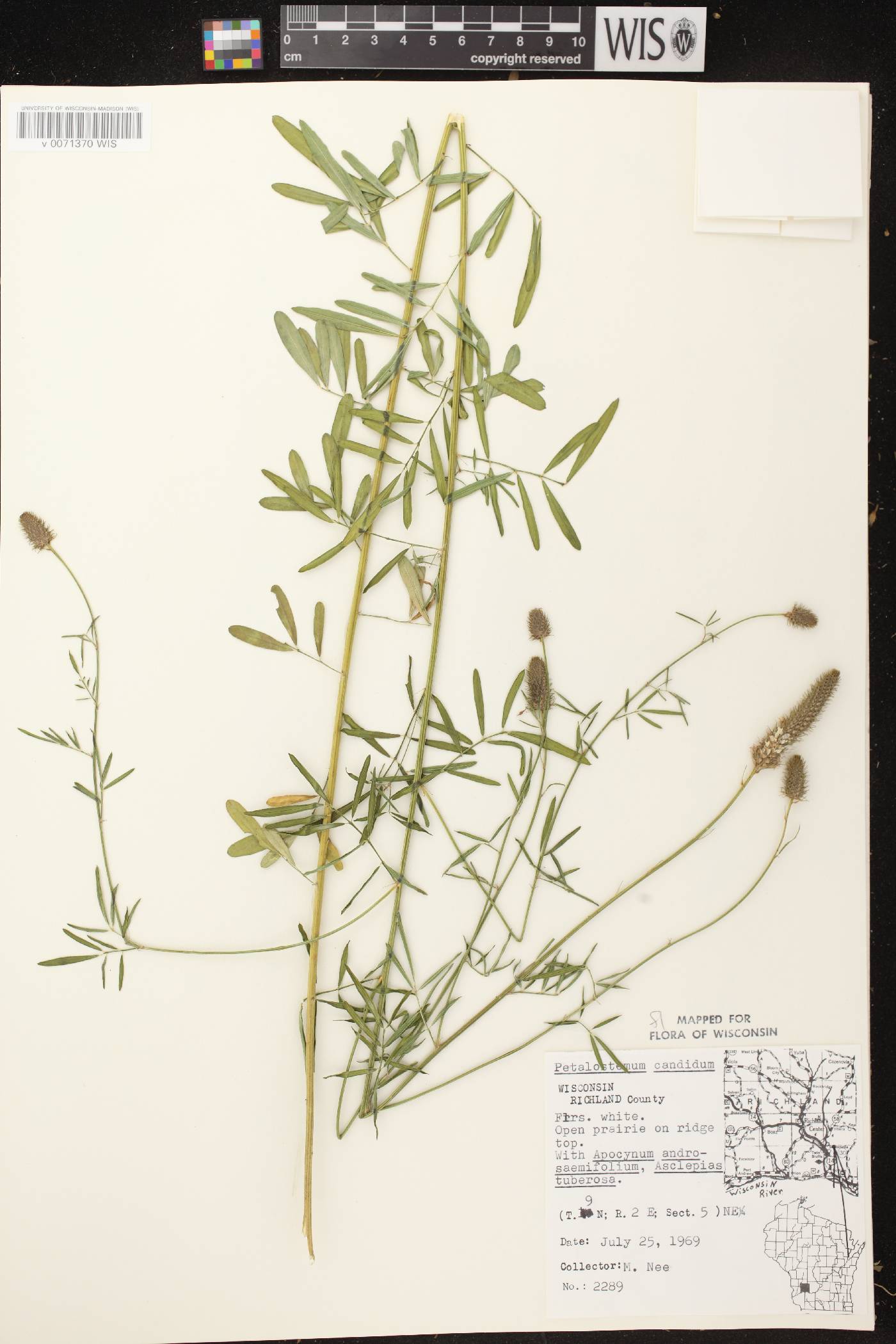 Dalea candida image
