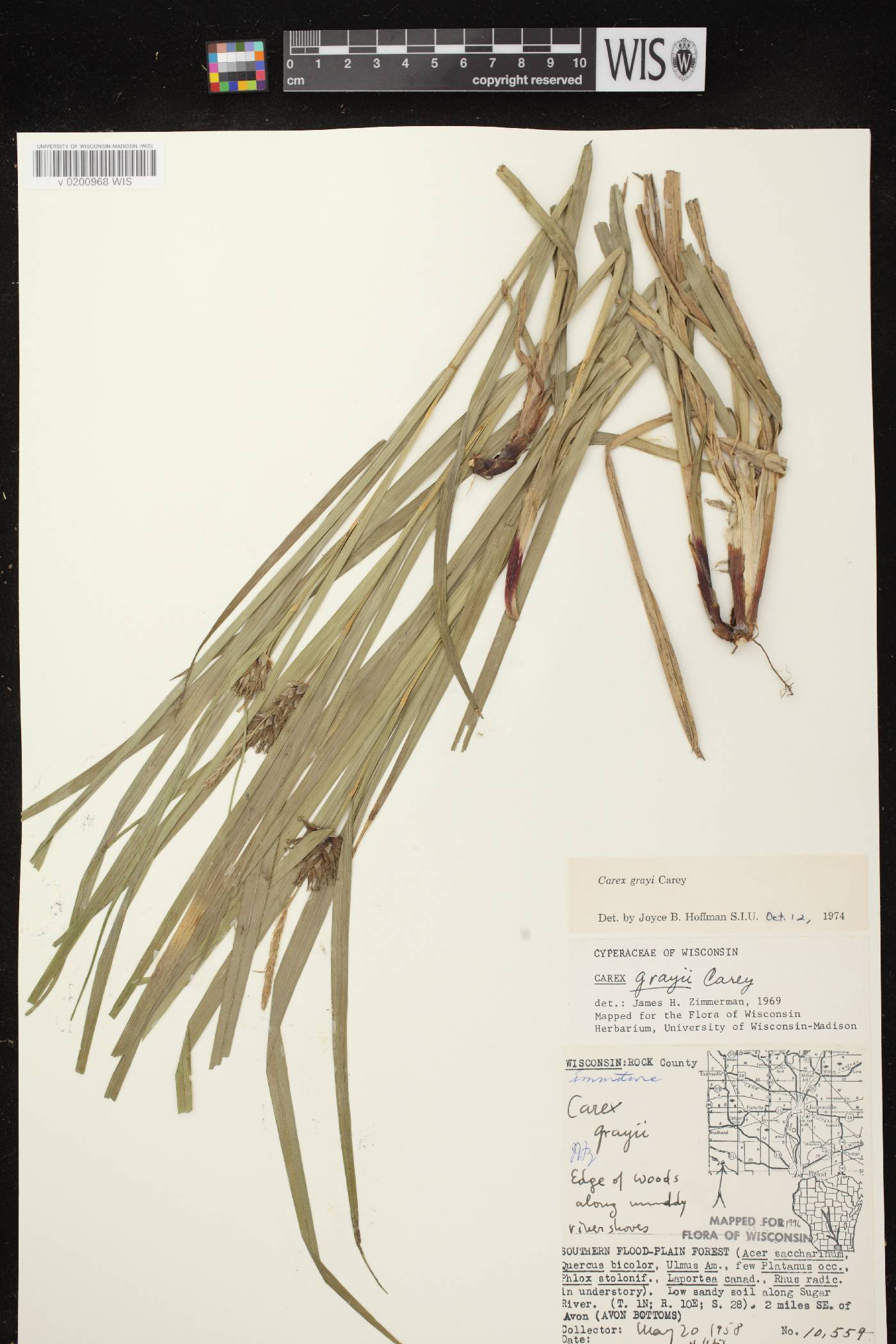Carex grayi image