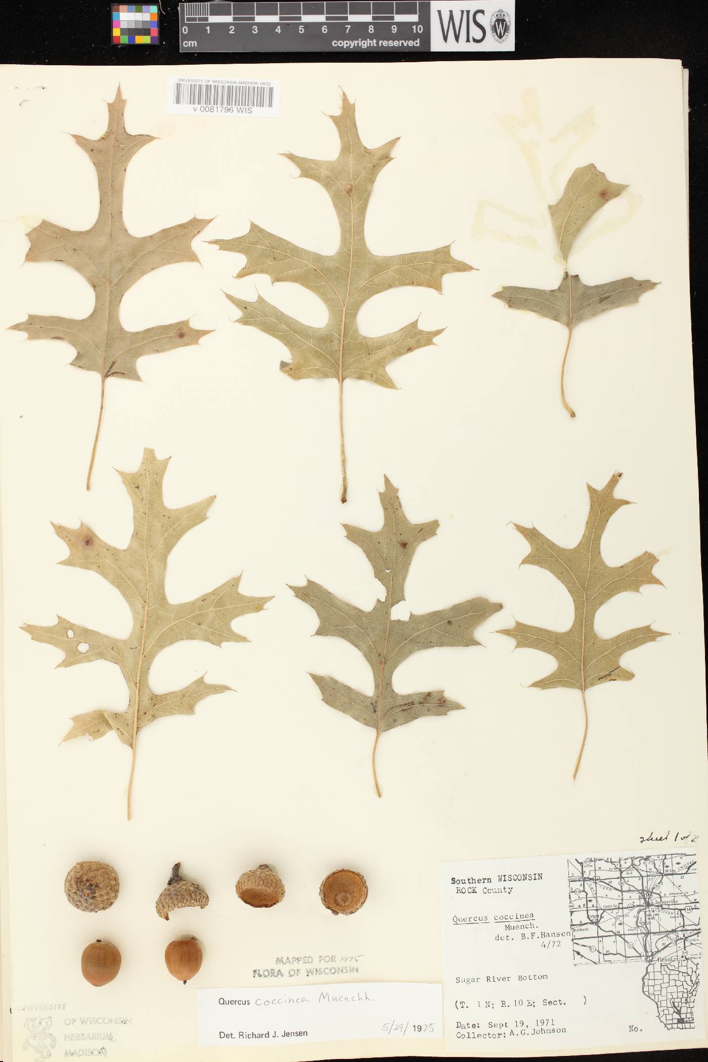 Quercus ellipsoidalis image