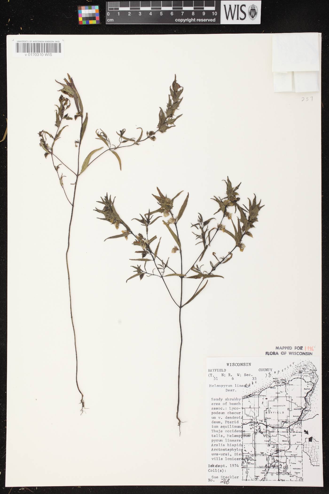 Melampyrum lineare image