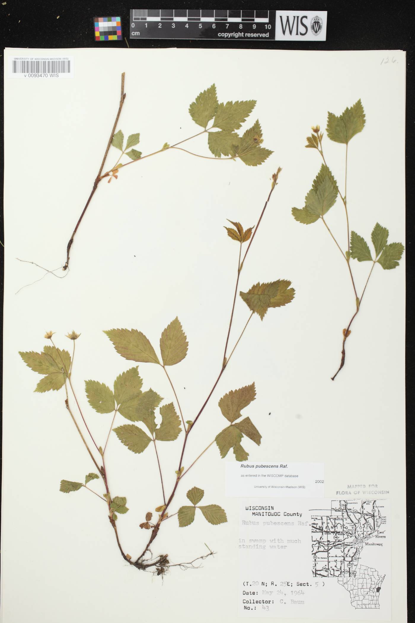Rubus pubescens image