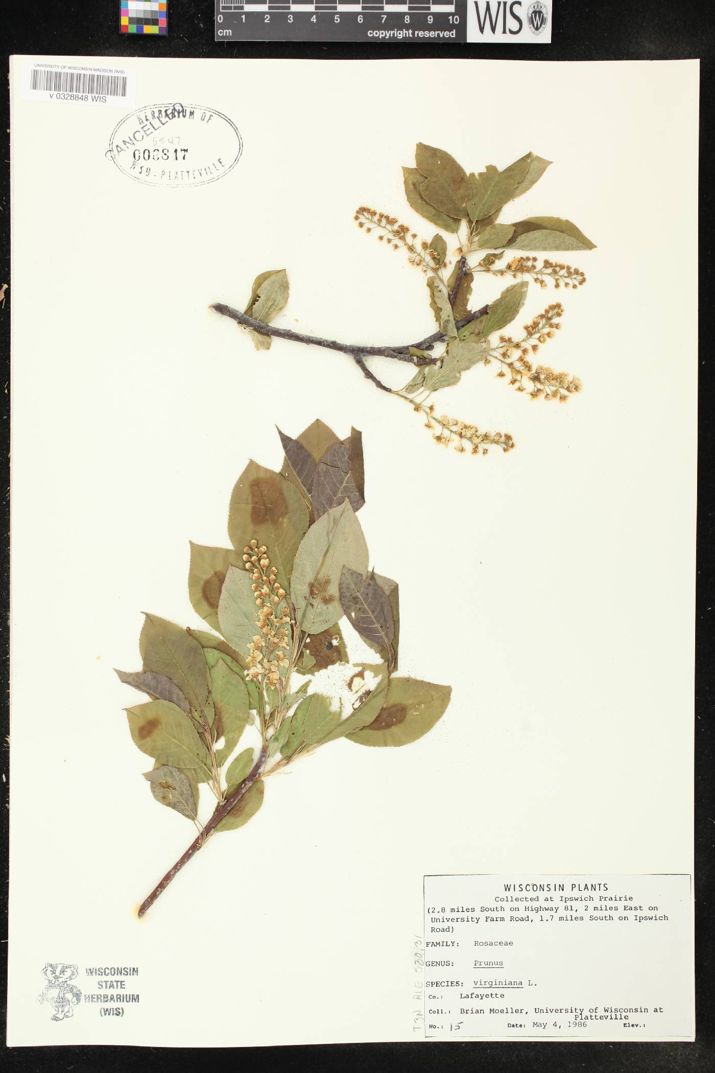 Prunus virginiana image