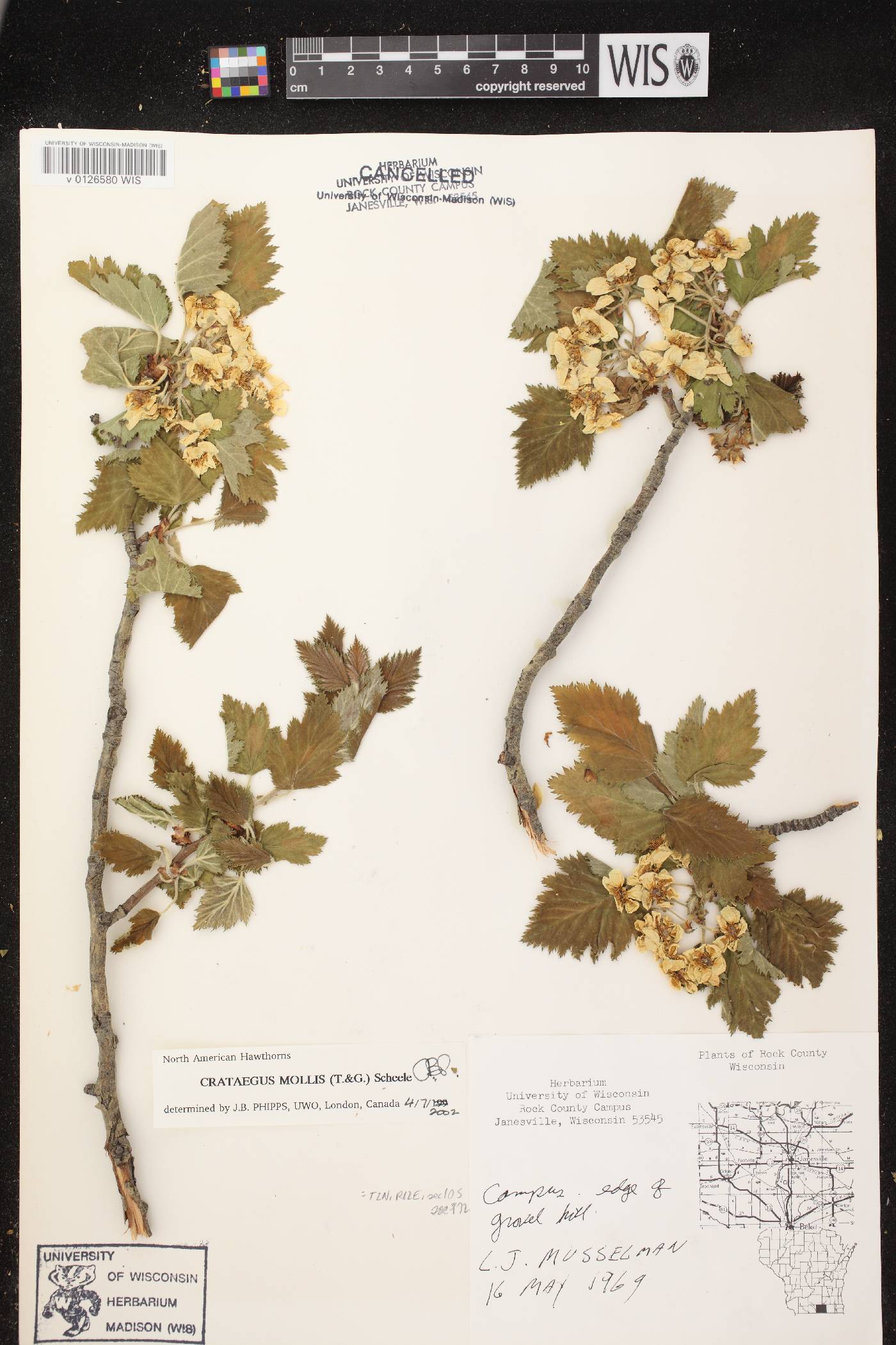 Crataegus mollis image