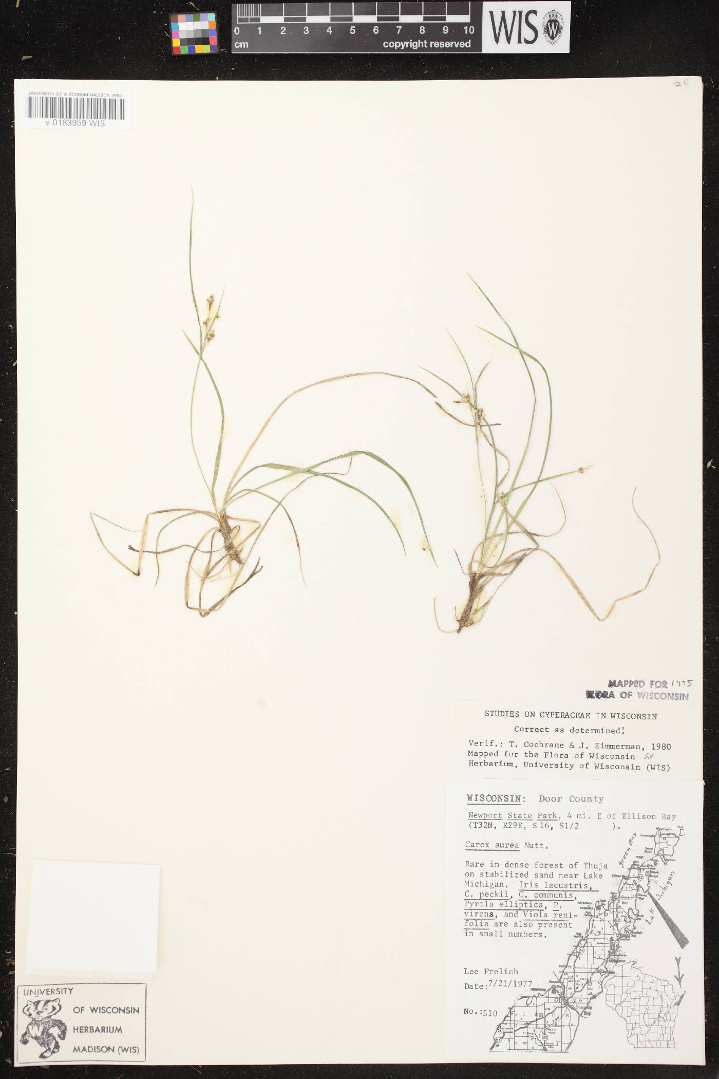 Carex aurea image