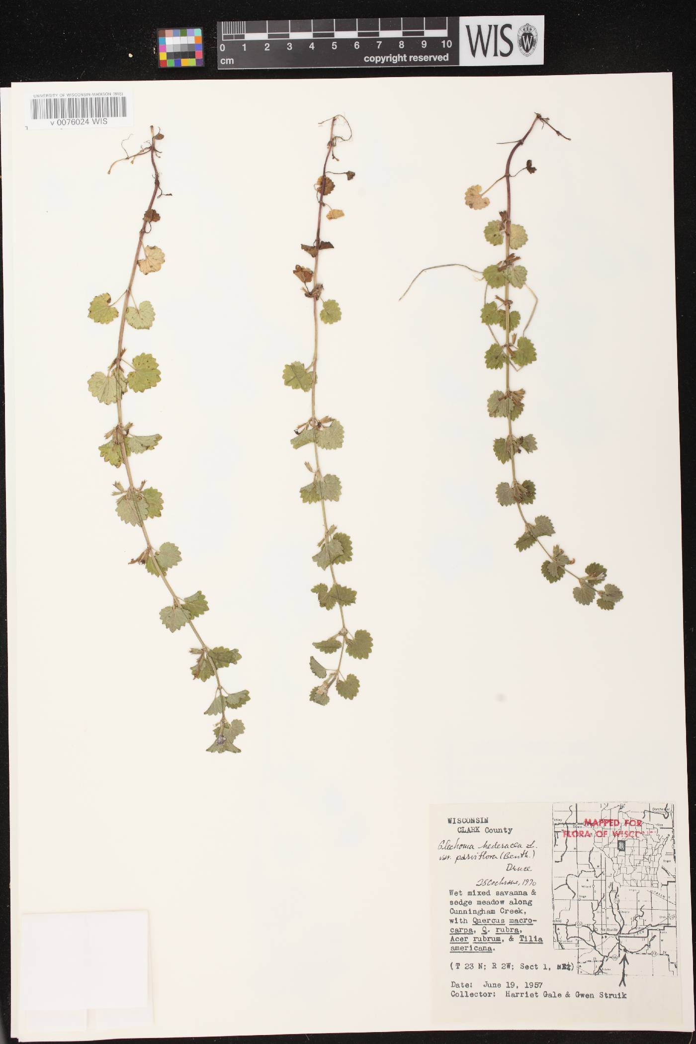 Glechoma hederacea image