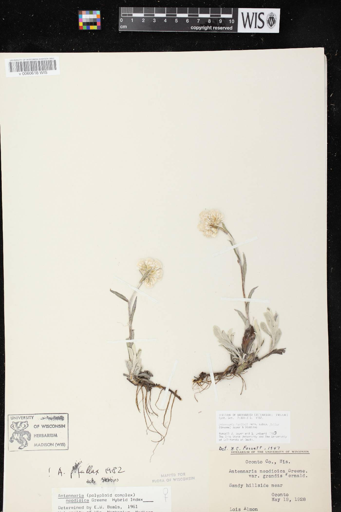 Antennaria parlinii subsp. fallax image
