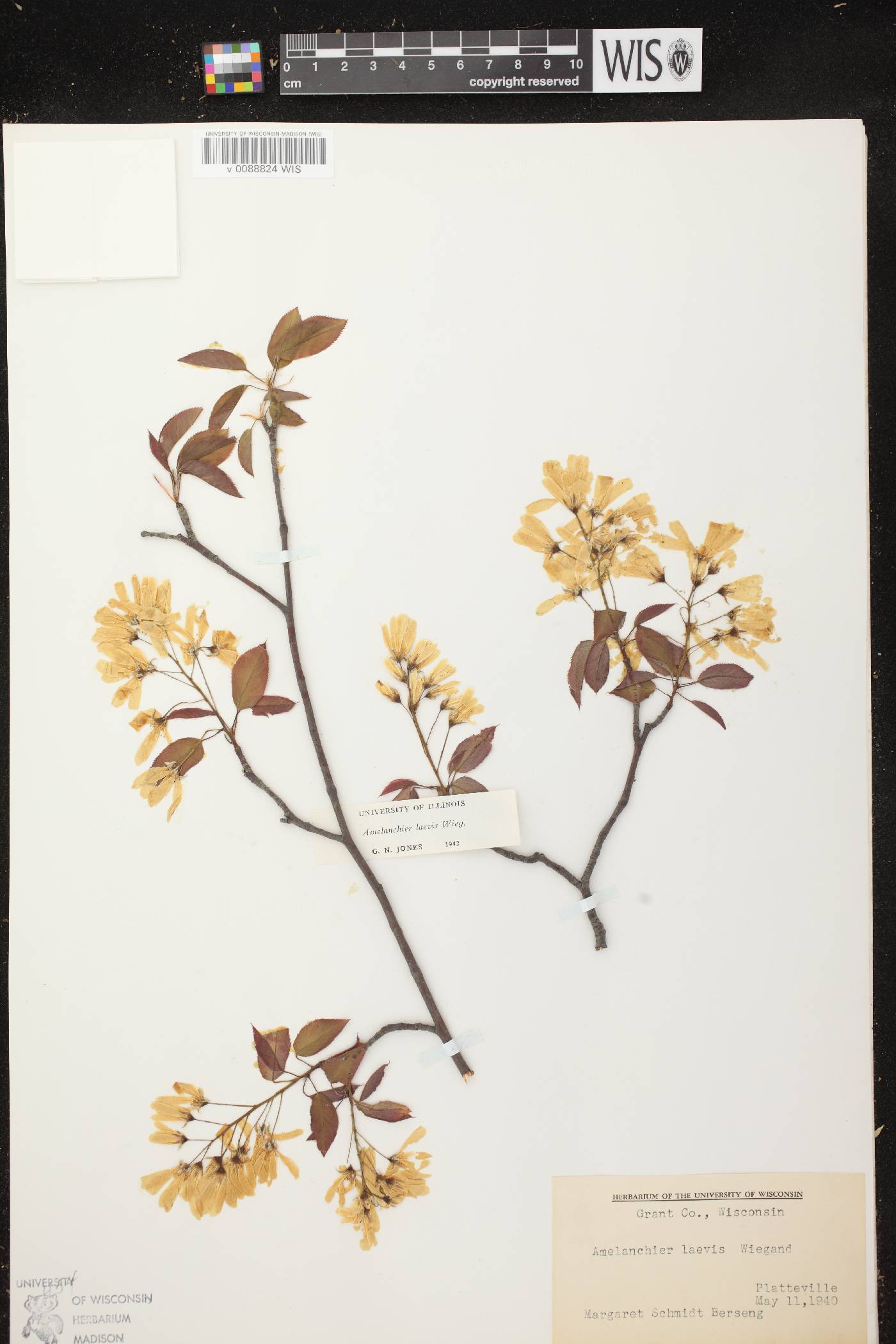 Amelanchier laevis image