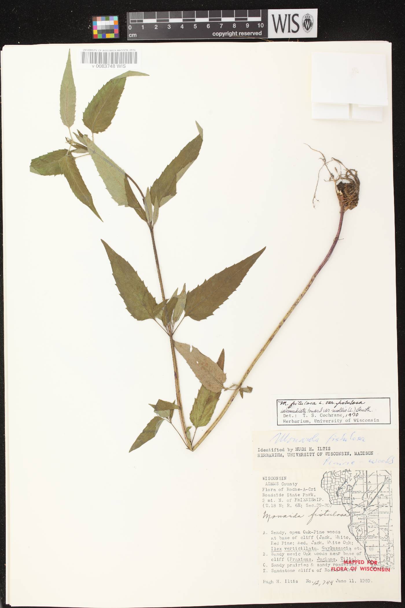 Monarda fistulosa image