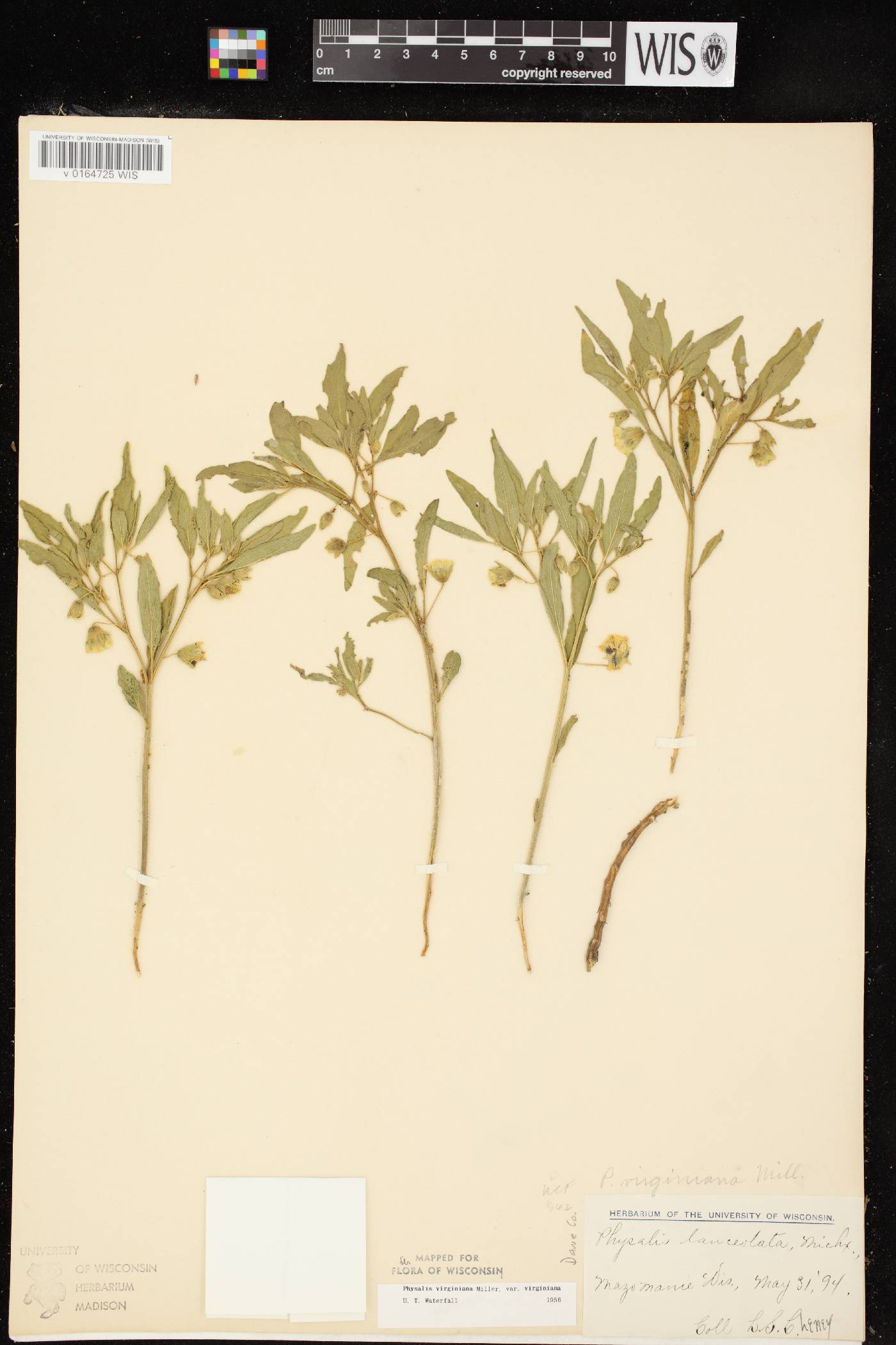 Physalis virginiana var. virginiana image