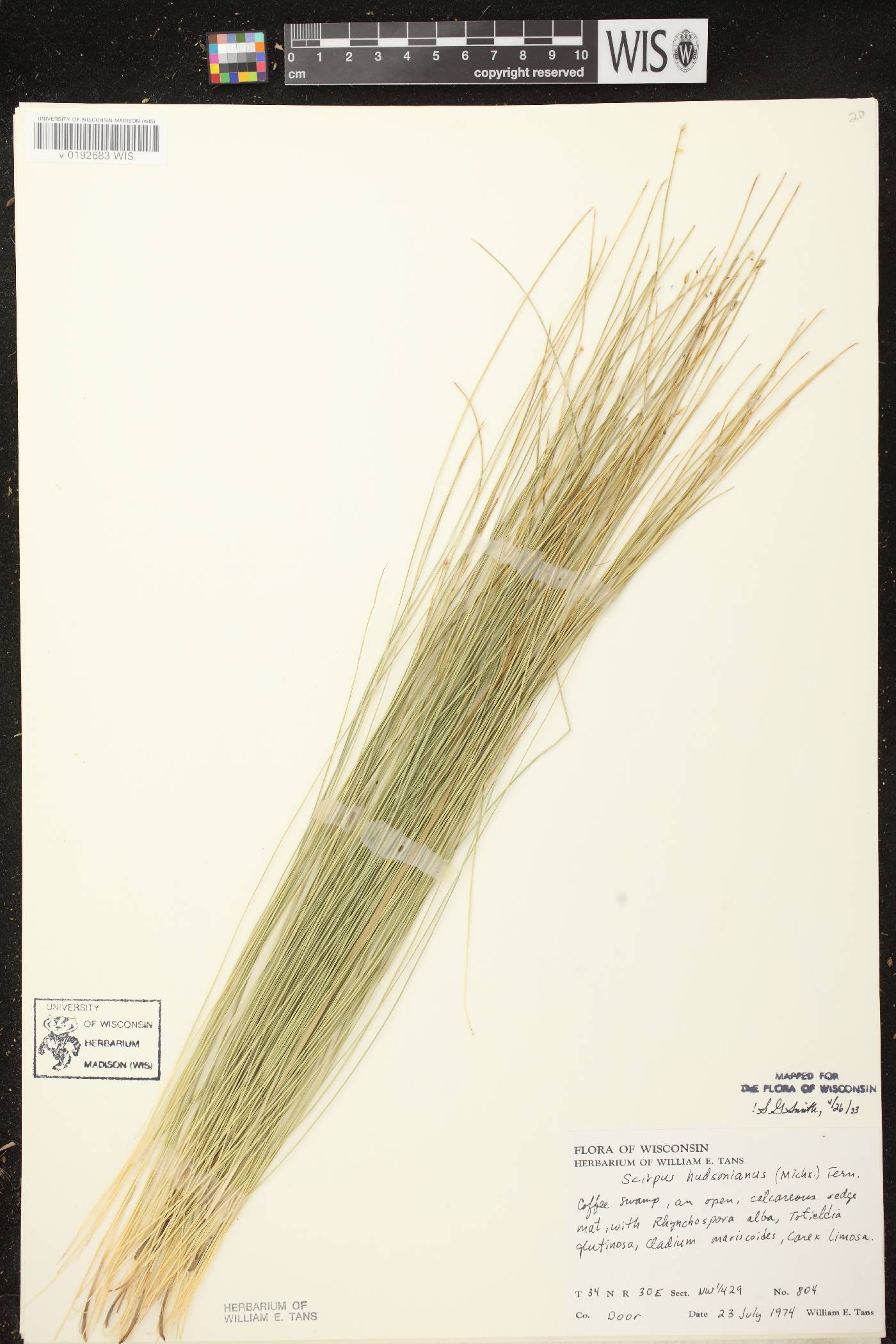 Trichophorum alpinum image