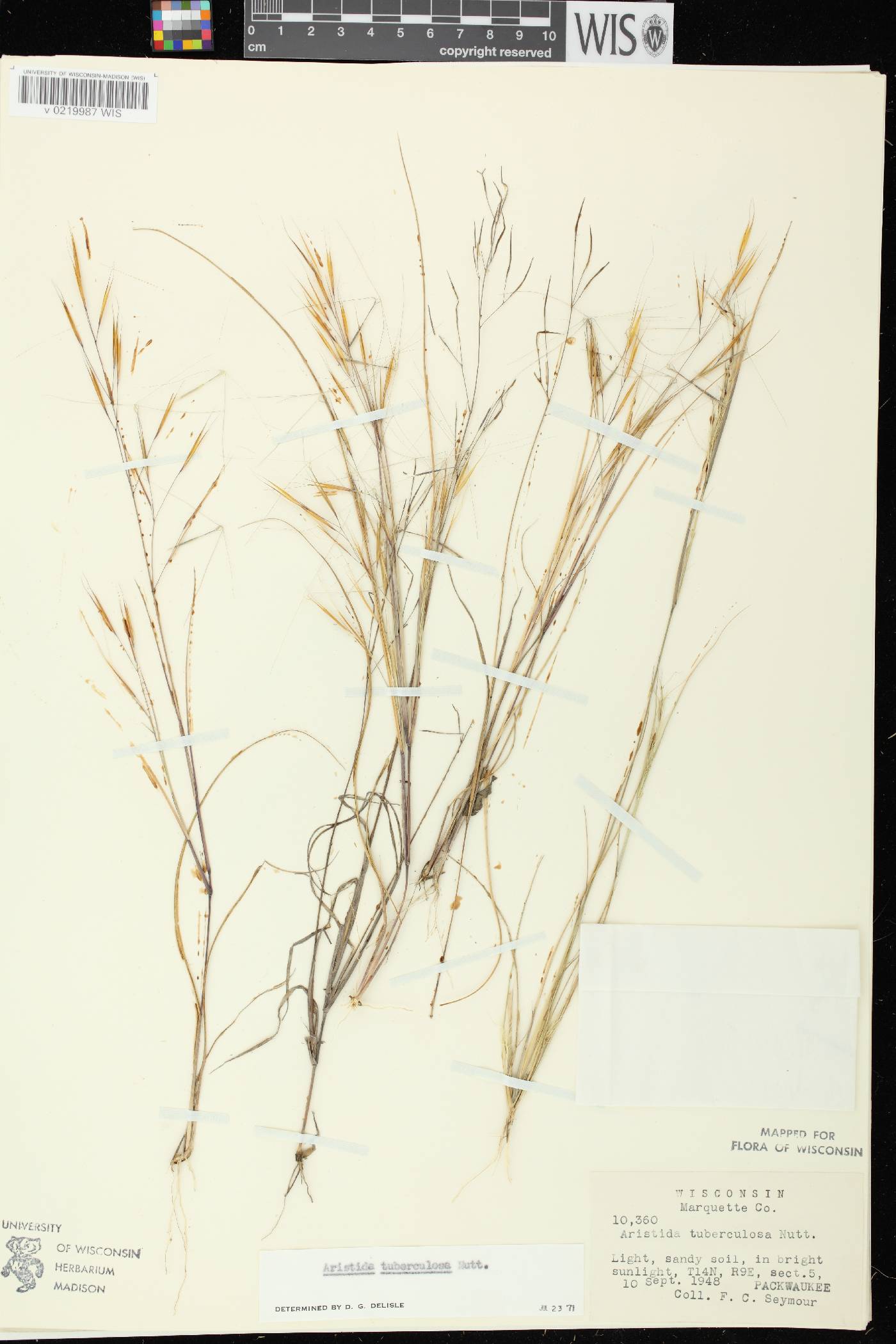 Aristida tuberculosa image