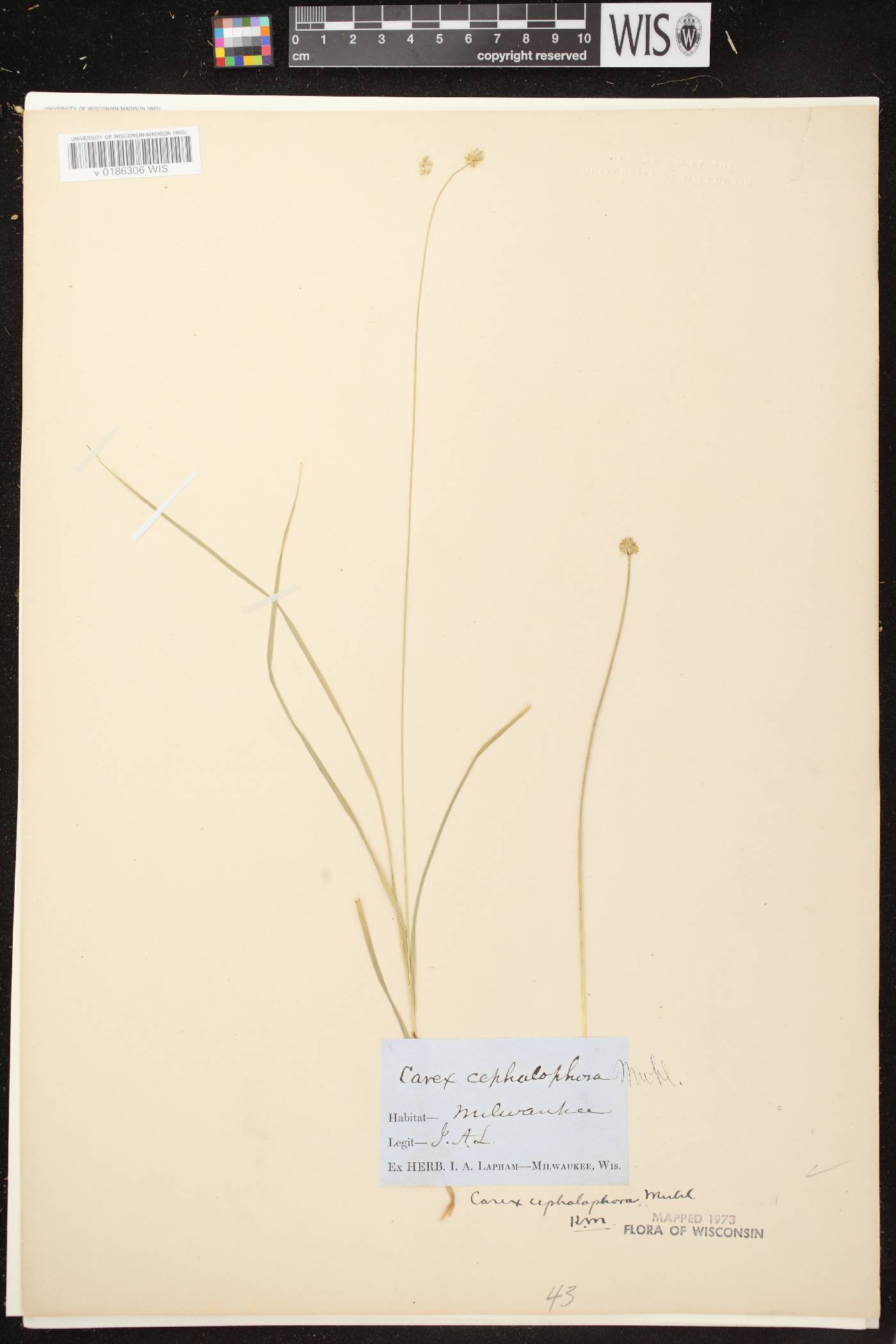 Carex cephalophora image
