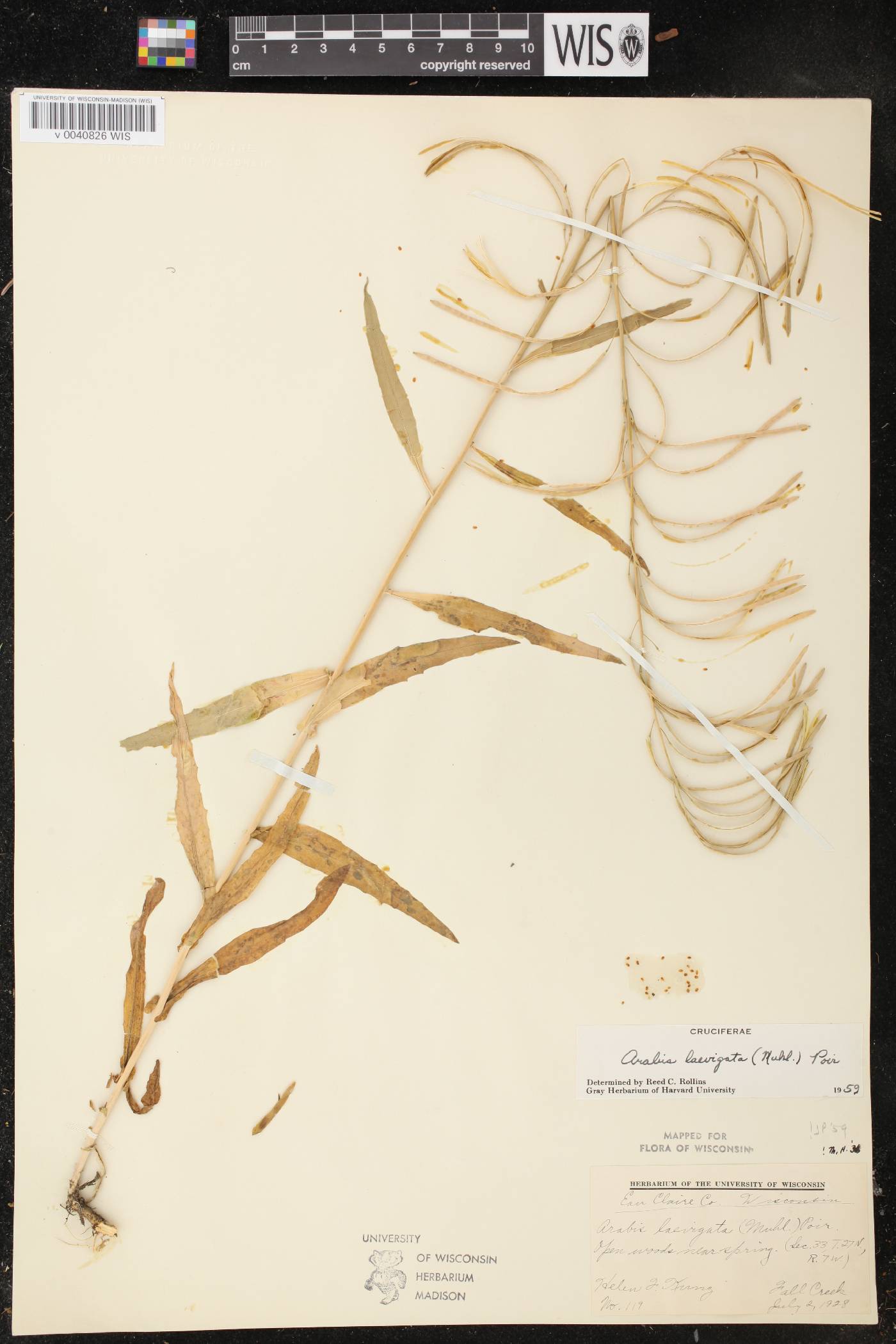 Boechera laevigata image
