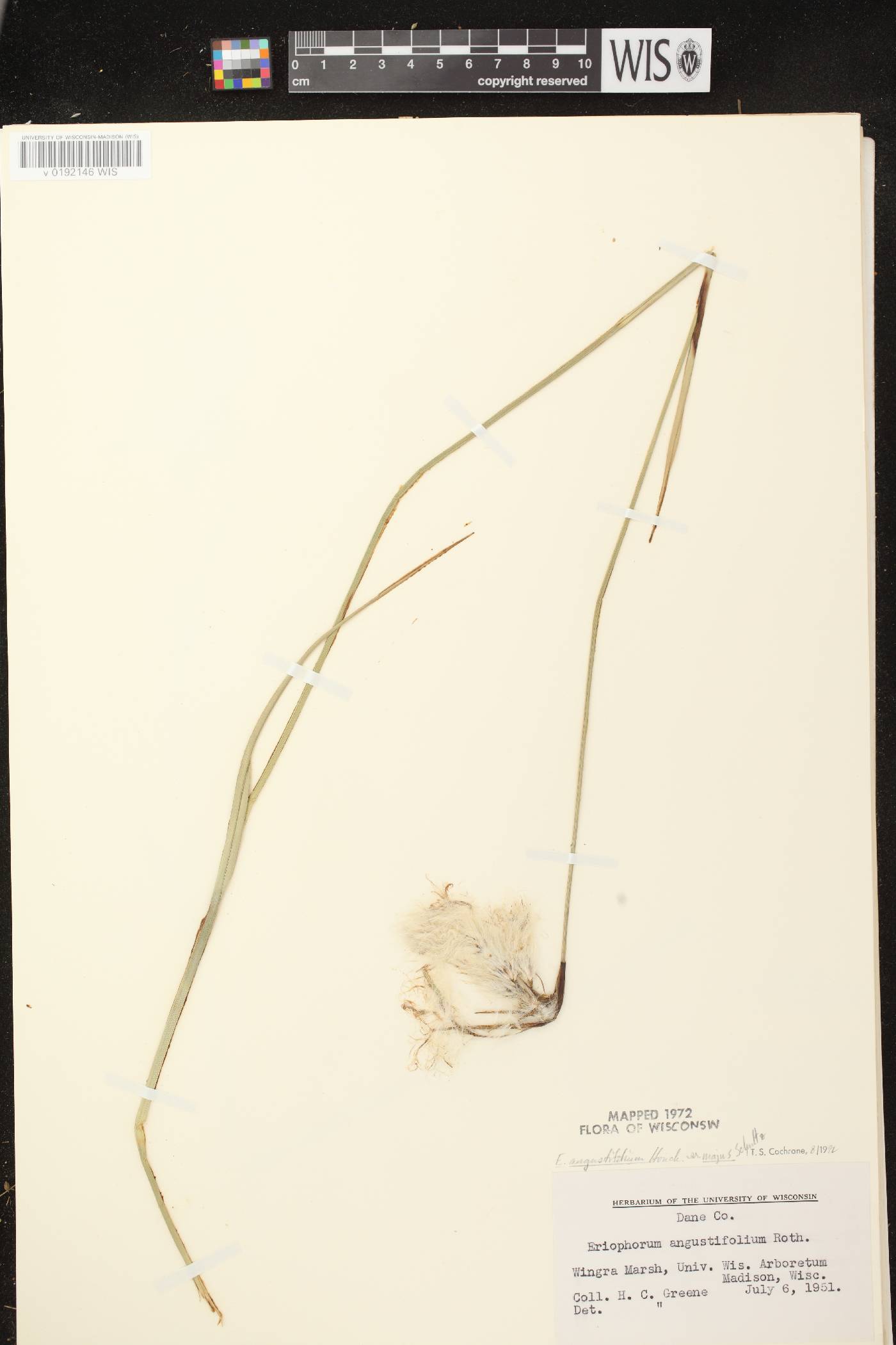 Eriophorum angustifolium image