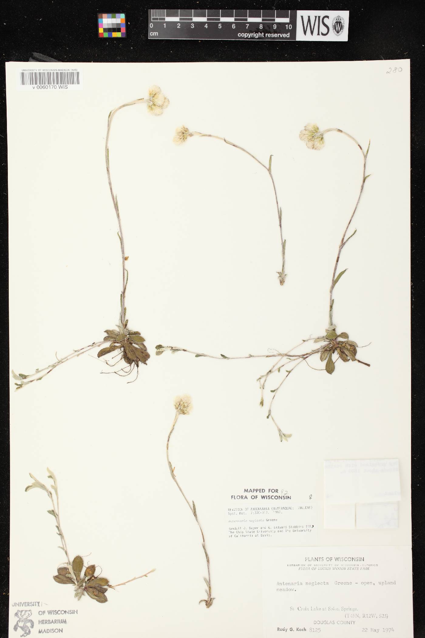 Antennaria neglecta image
