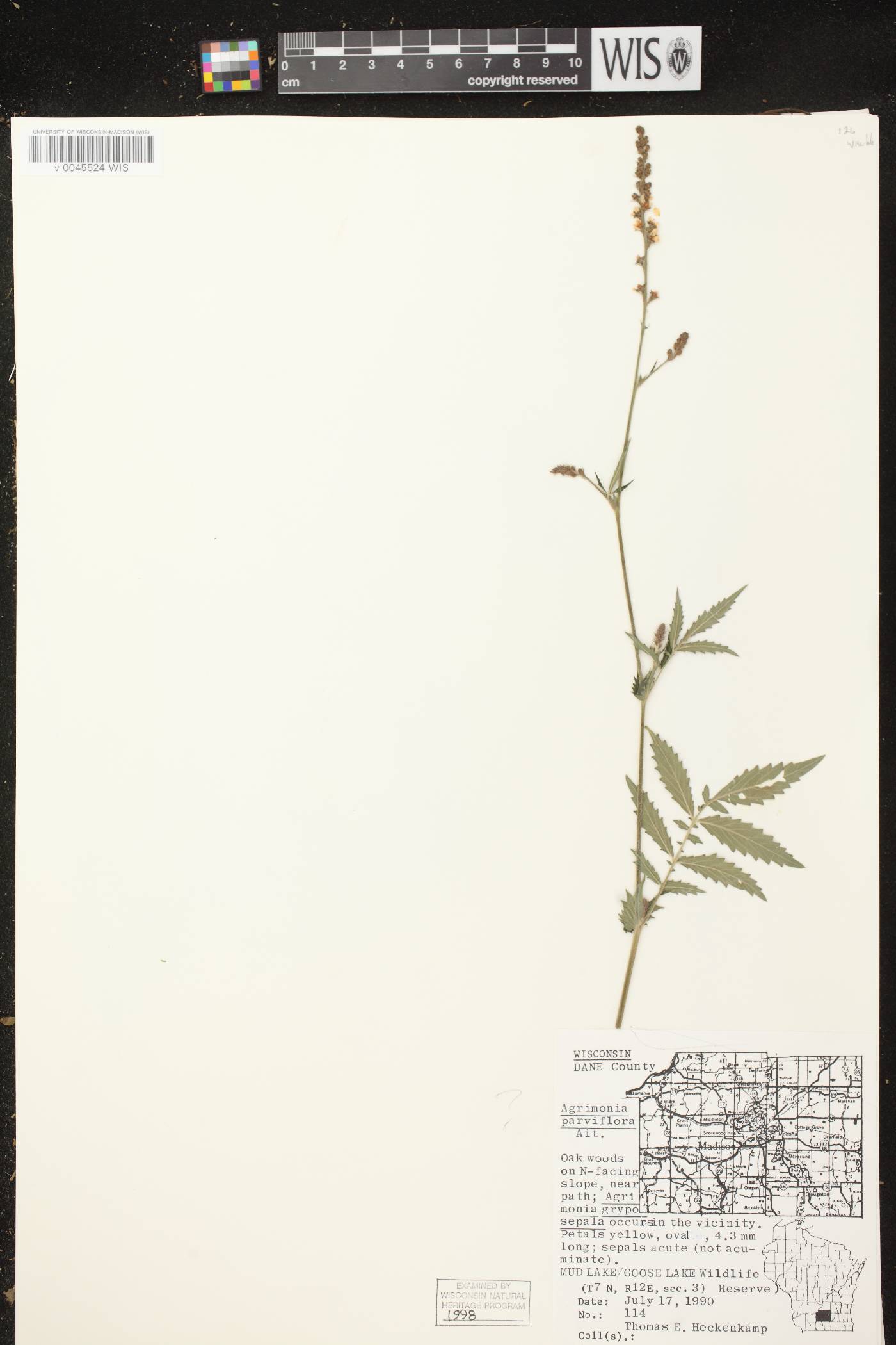 Agrimonia parviflora image