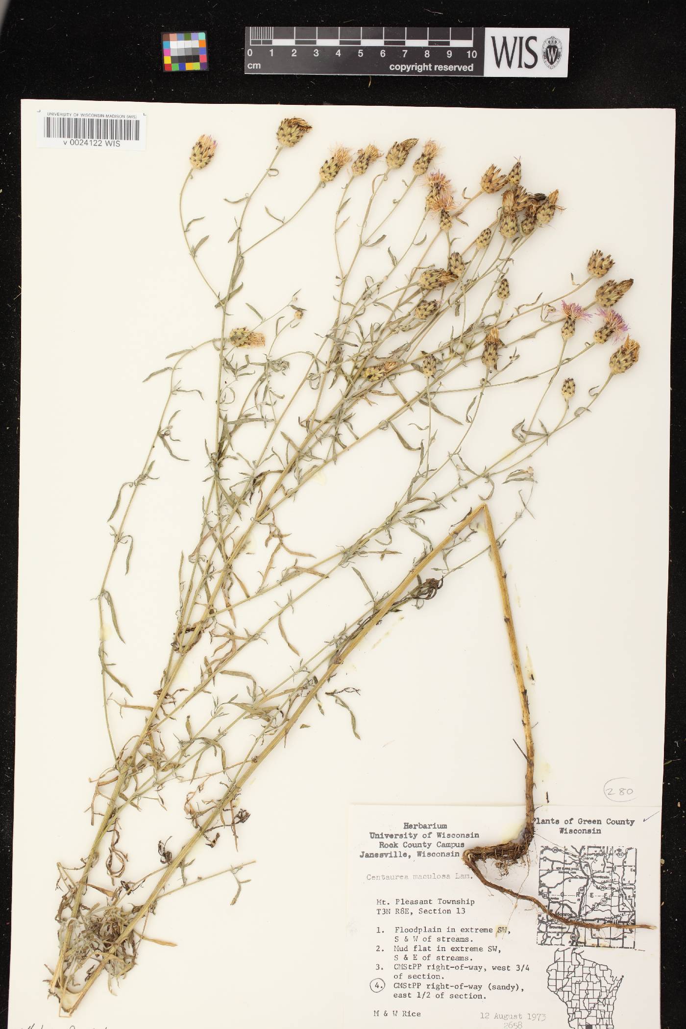 Centaurea stoebe subsp. micranthos image