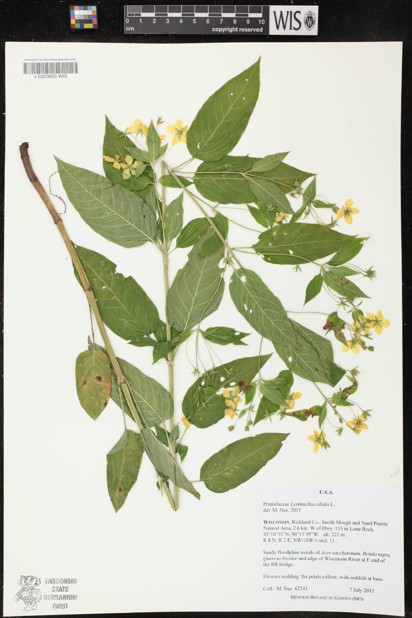 Lysimachia ciliata image