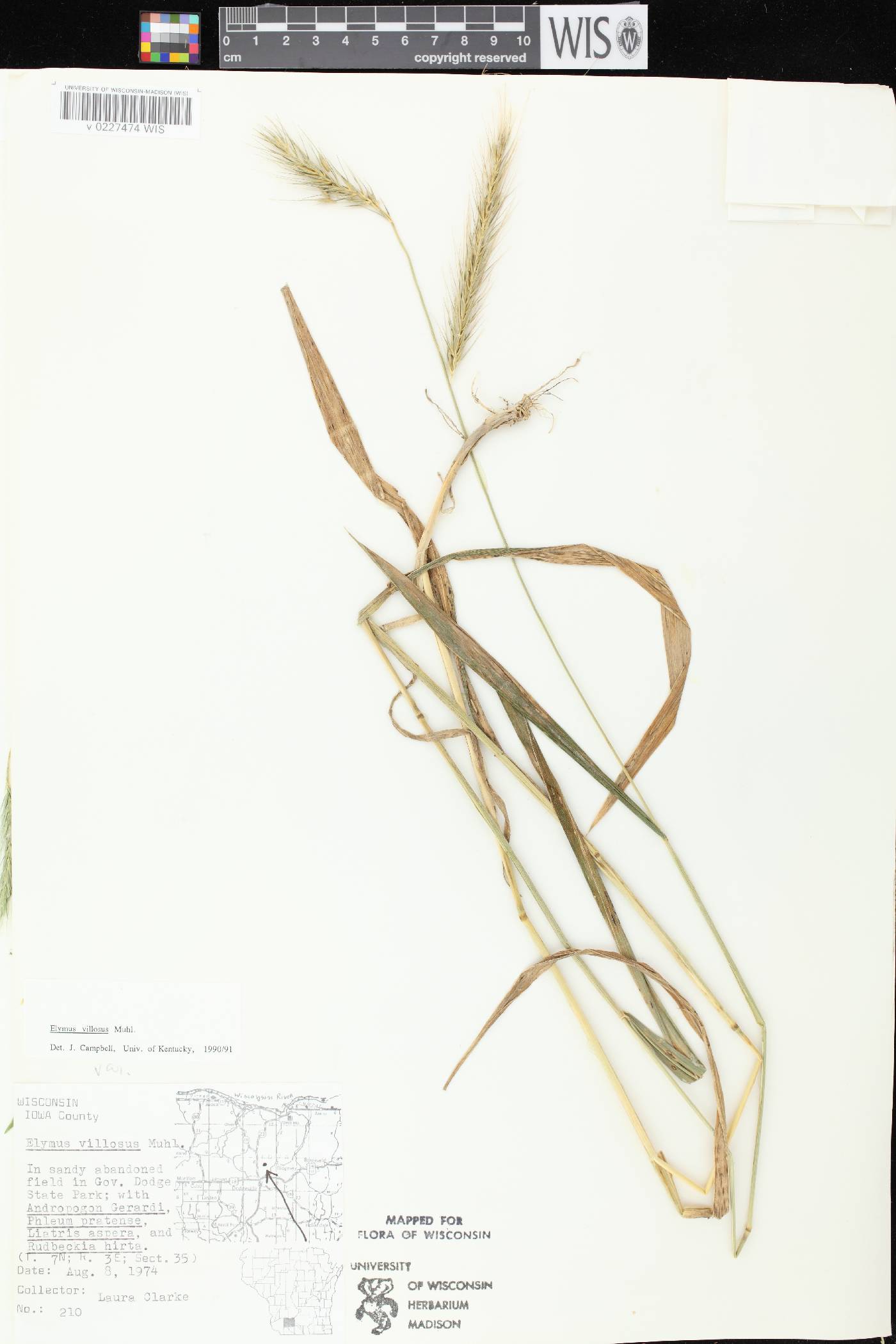 Elymus villosus var. villosus image