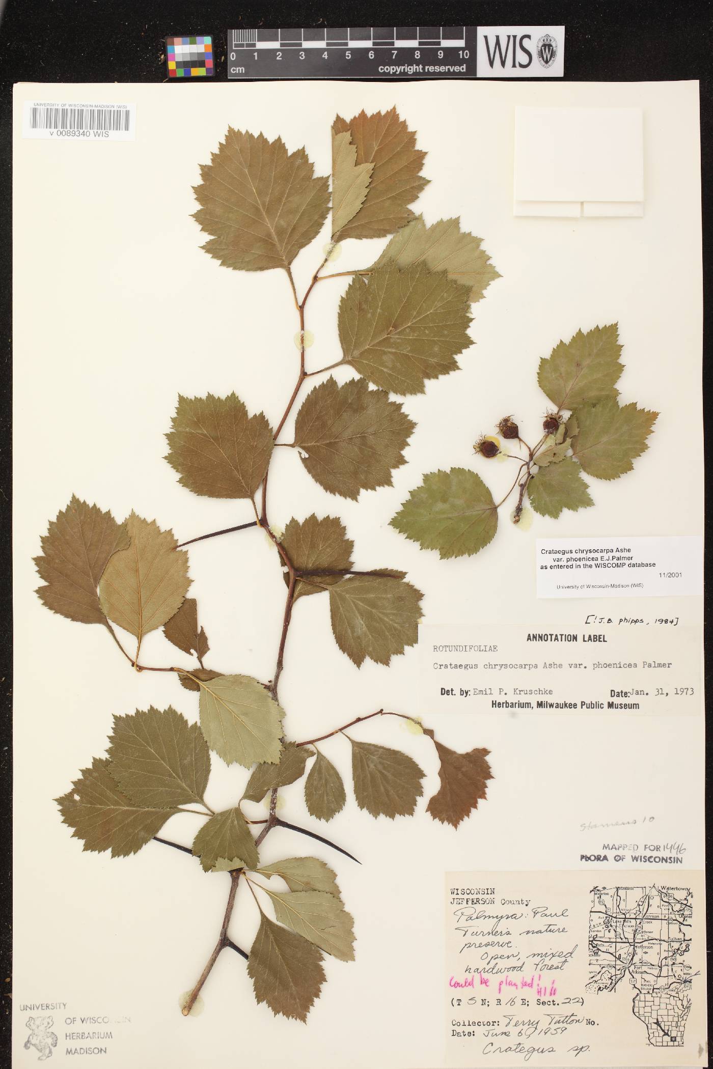 Crataegus chrysocarpa var. chrysocarpa image